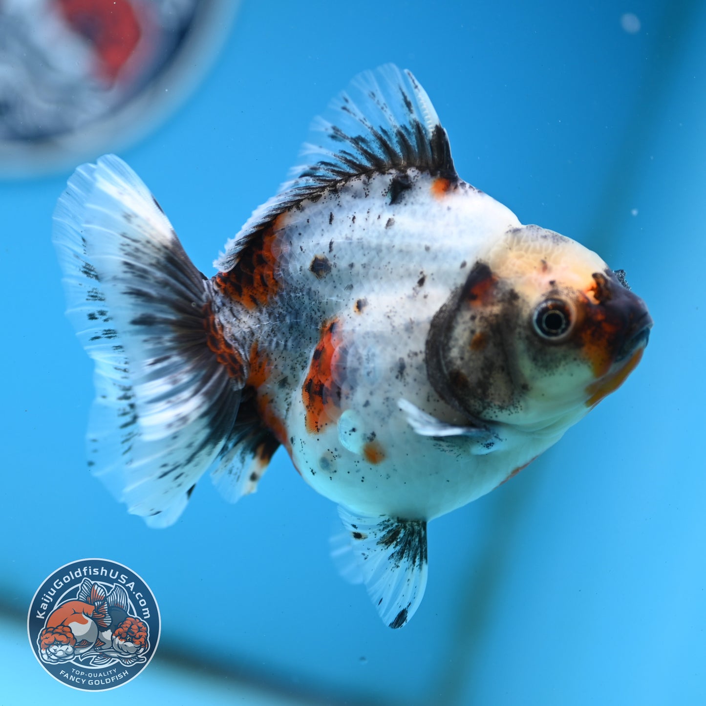 Shogun Calico Oranda 4 inches Body - Female (250418_OR10)