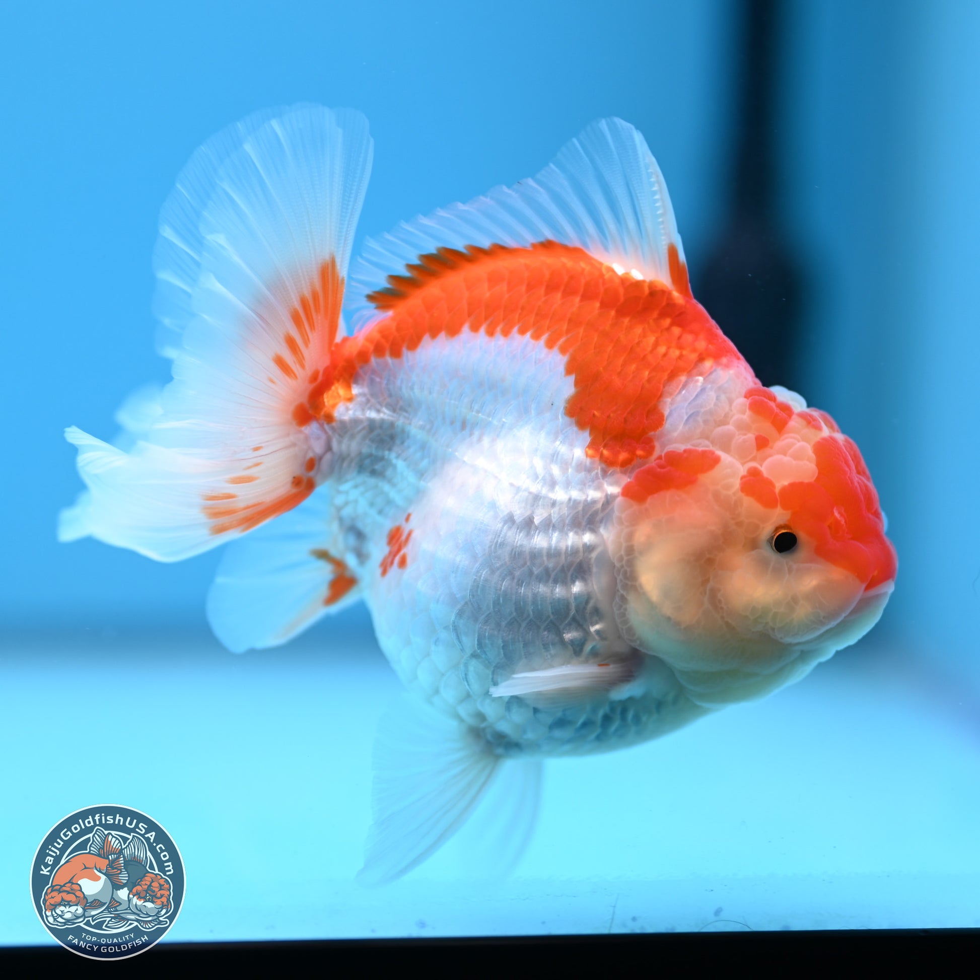 Red White YuanBao Oranda 4.5 inches - Female (241115_OR10) - Kaiju Goldfish USA