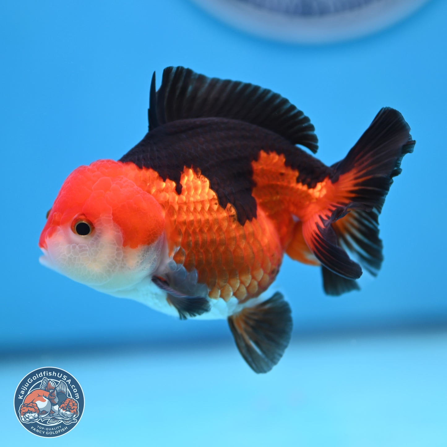 Tricolor Oranda 3.5-4.5 inches (241004_OR10) - Kaiju Goldfish USA