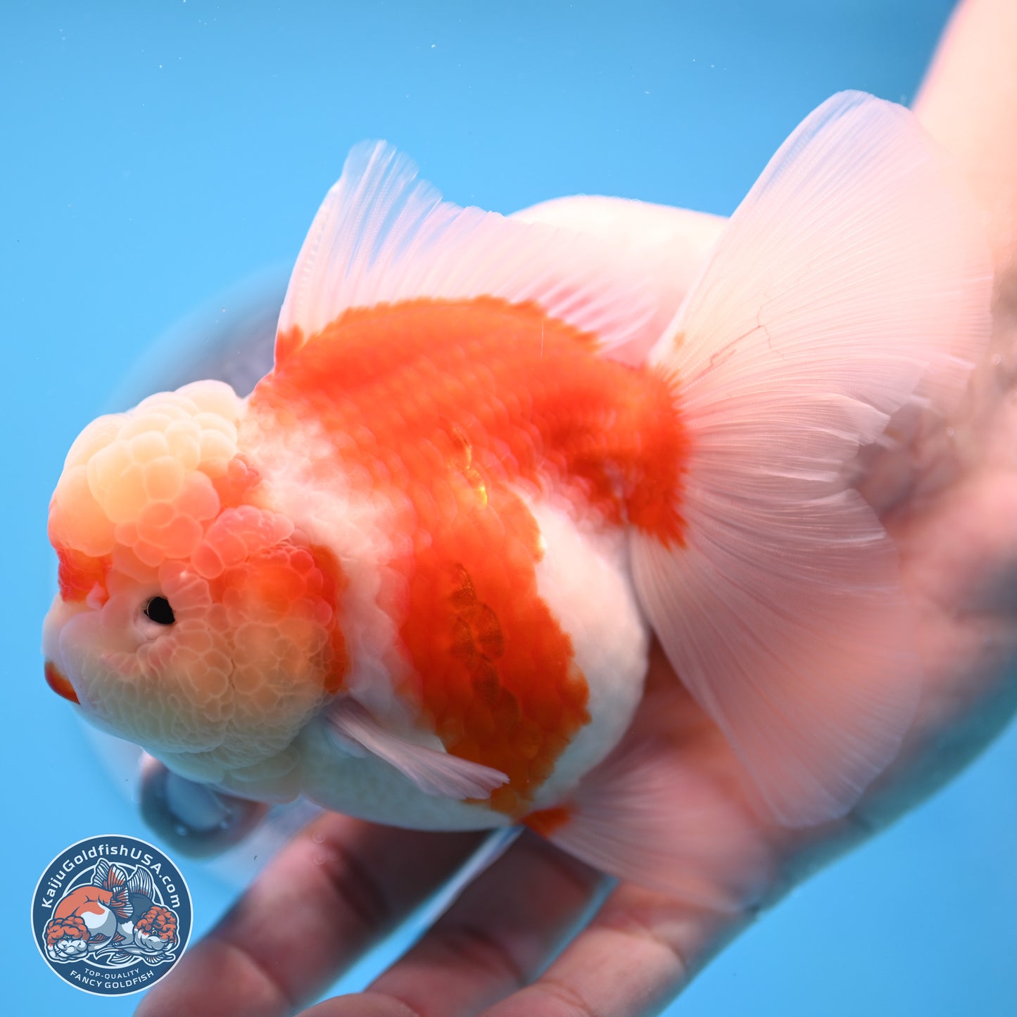 Sakura Rose Tail Oranda 3.5 inches Body - Female (250307_OR10)