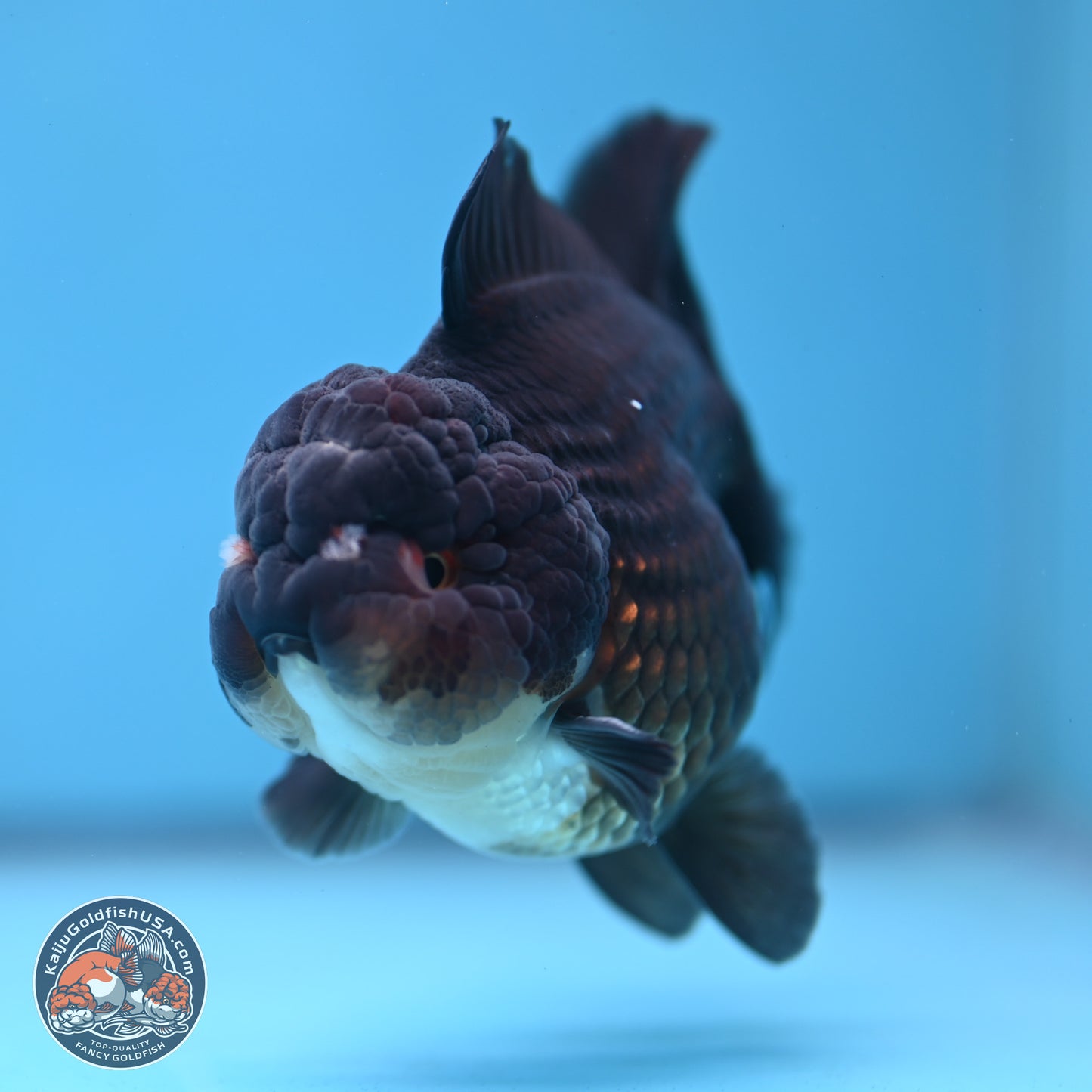 Panda YuanBao Oranda 3.5 inches Body - Femae (250103_OR10) - Kaiju Goldfish USA