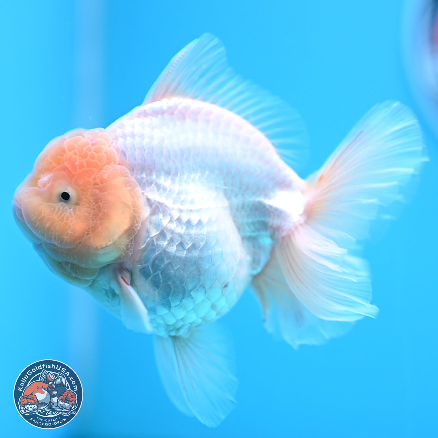 Lemon Head White Rose Tail Oranda 4.5 inches - Female (241122_OR10) - Kaiju Goldfish USA