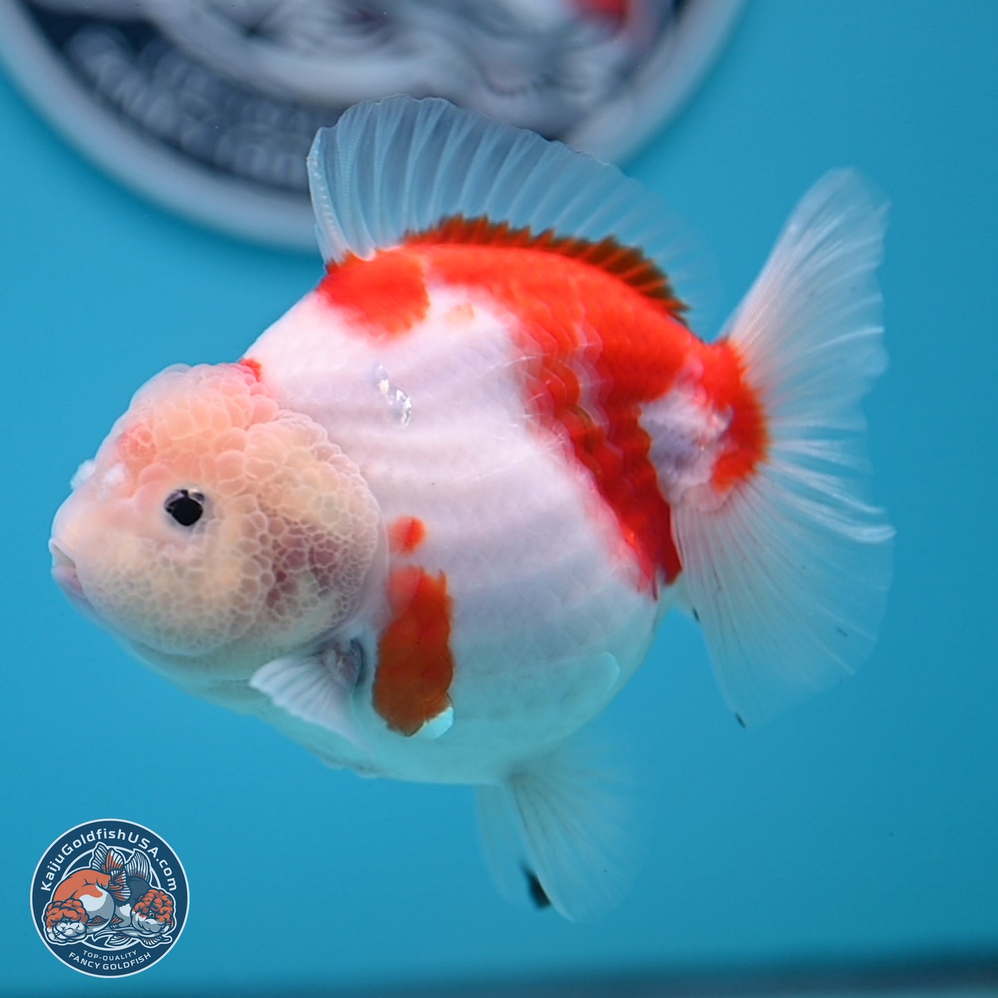 Shogun Jade Head Sakura Oranda 3.75 inches Body - Female(250131_OR10)