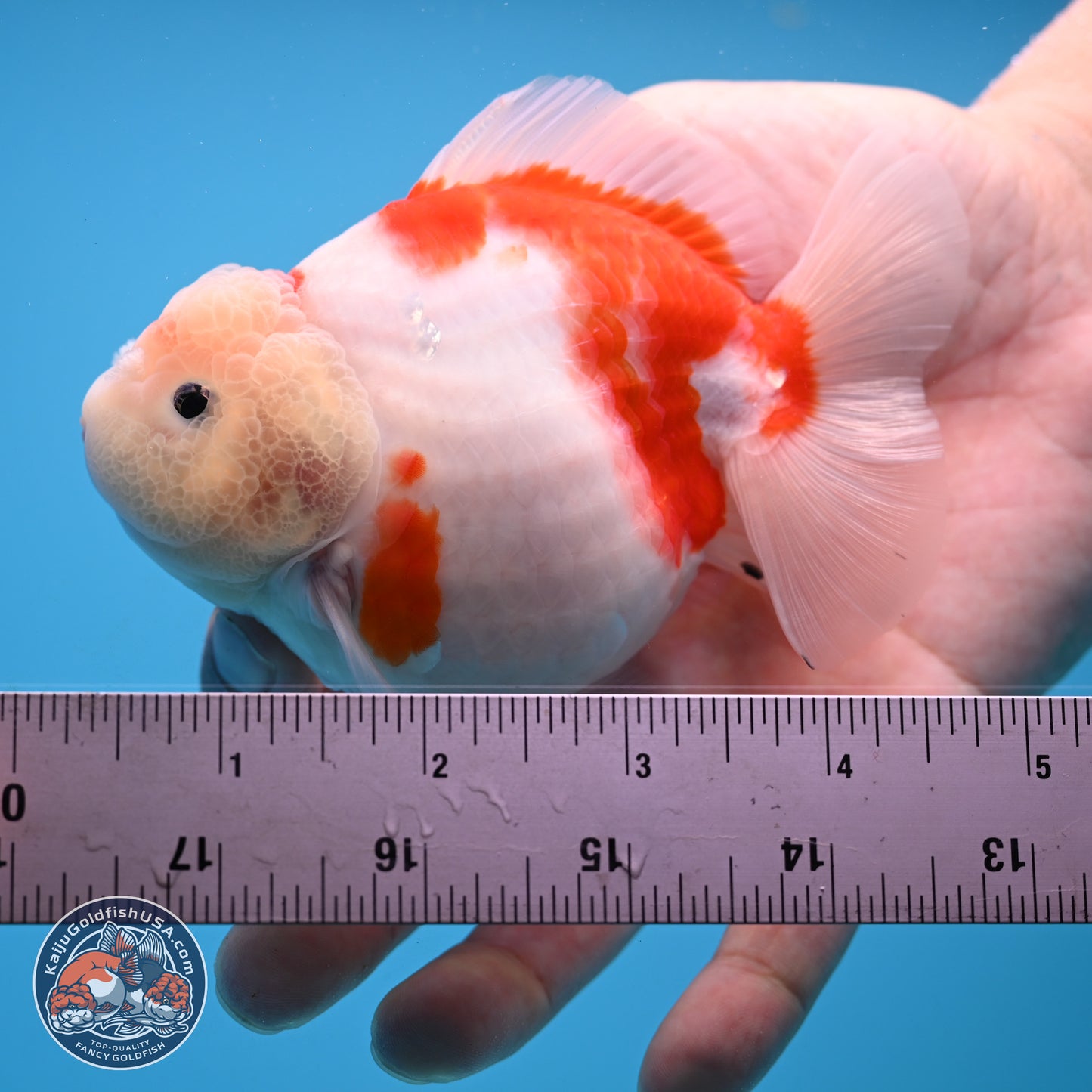 Shogun Jade Head Sakura Oranda 3.75 inches Body - Female(250131_OR10)