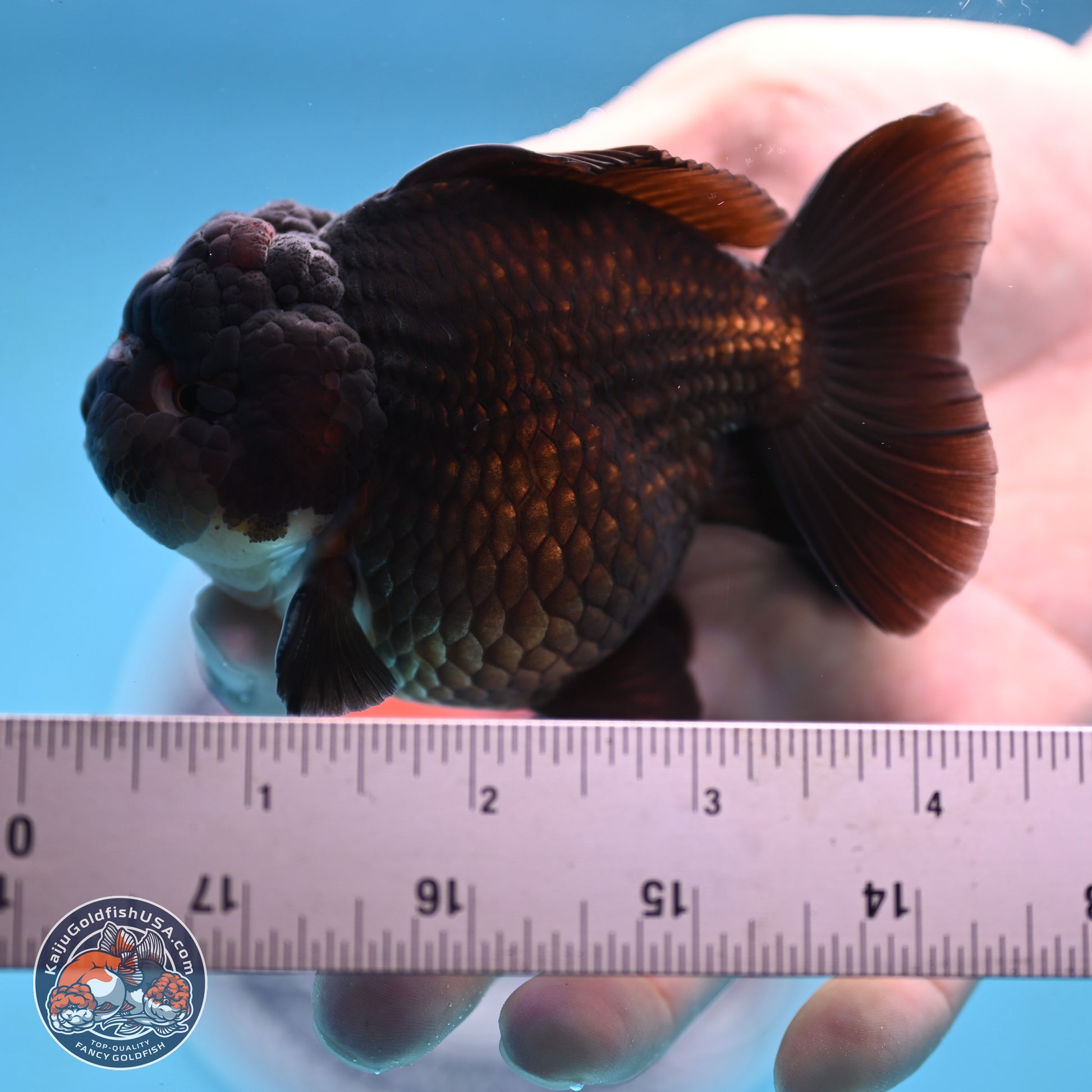 Panda YuanBao Oranda 3.5 inches Body - Femae (250103_OR10) - Kaiju Goldfish USA