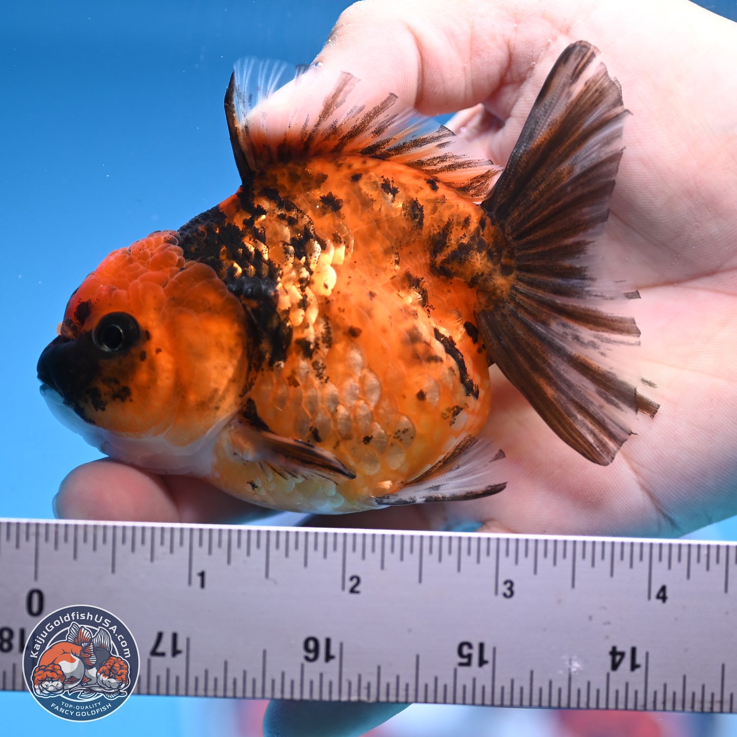 Tiger Oranda 3in Body (240816_OR10) - Kaiju Goldfish USA