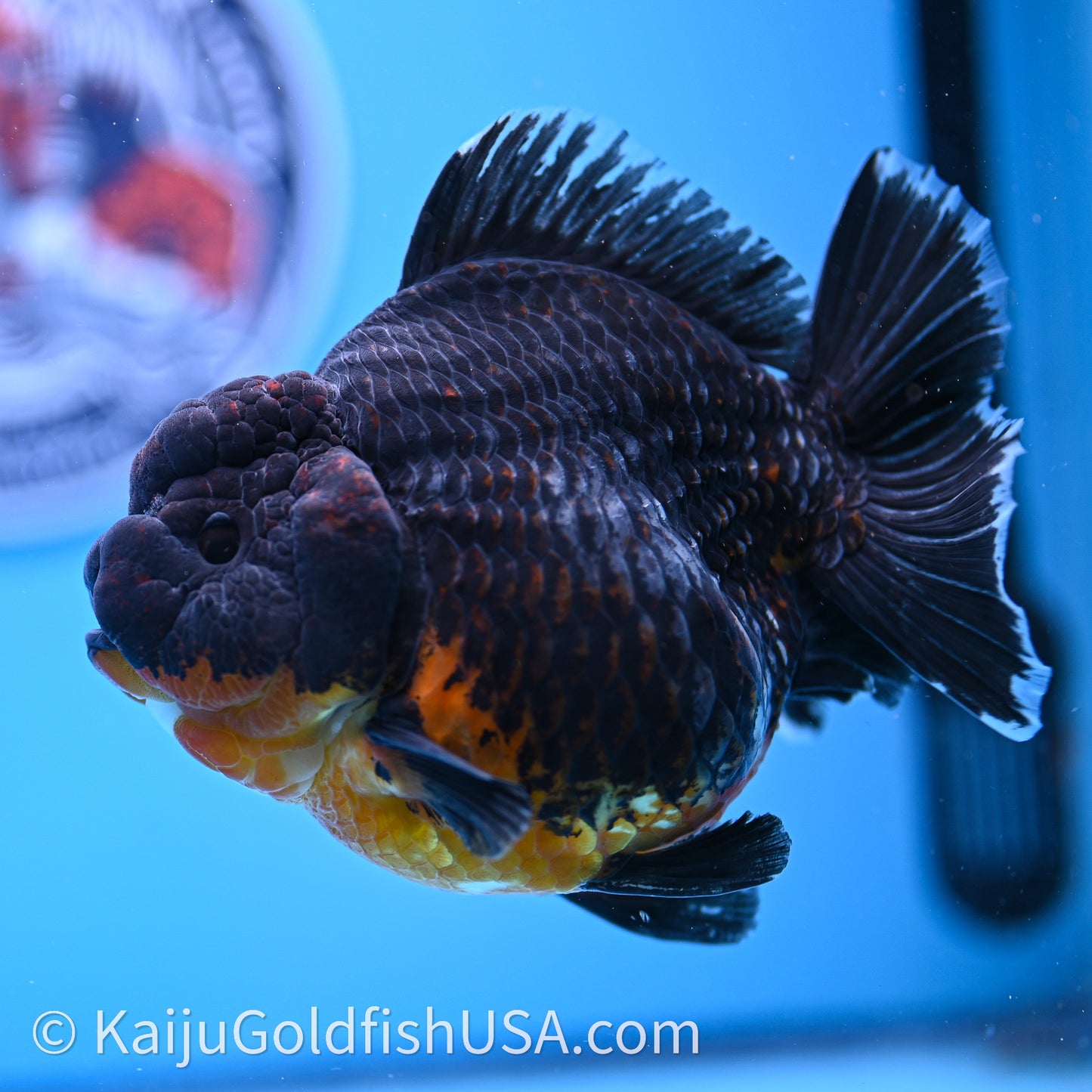 Jumbo Shogun Godzilla Kirin Oranda 4.5in Body (240719_OR10) - Kaiju Goldfish USA