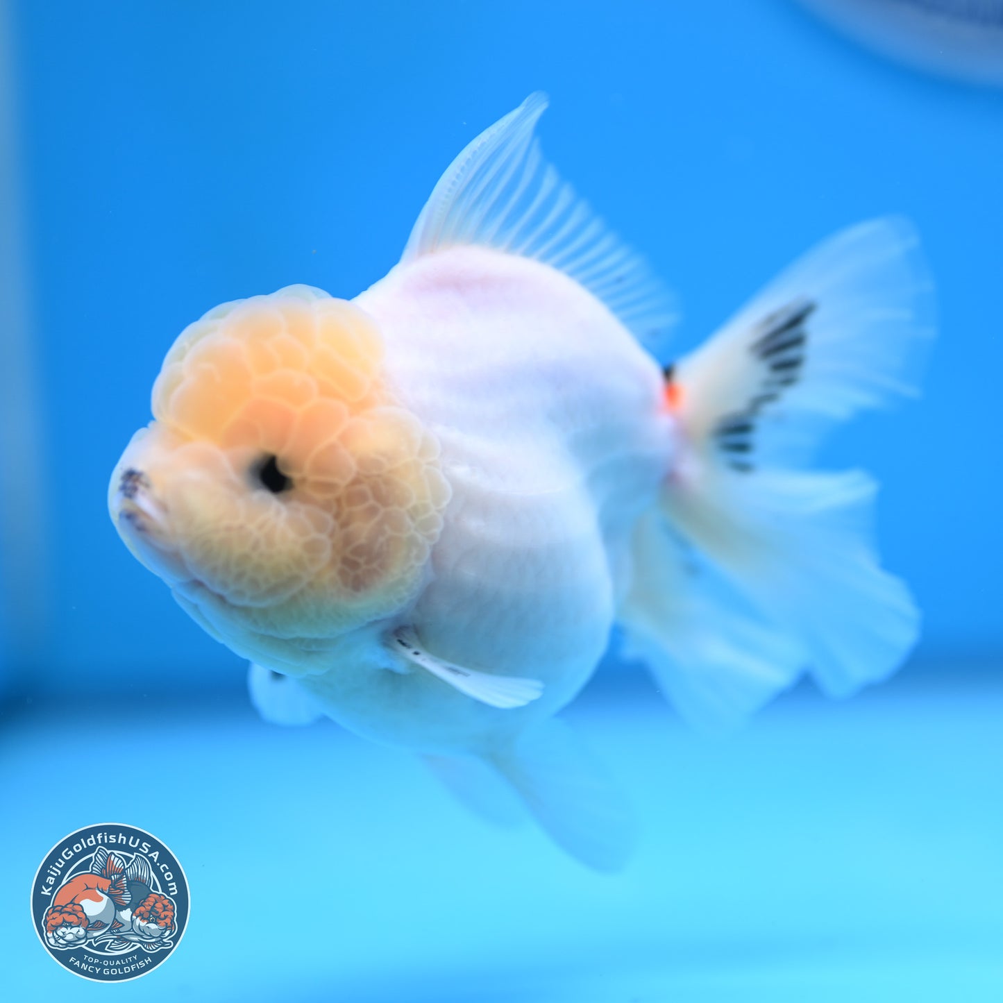 Tricolor Sakura Rose Tail Oranda 4.5 inches (241025_OR10) - Kaiju Goldfish USA