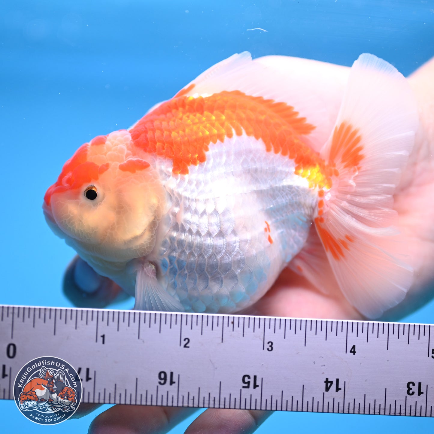 Red White YuanBao Oranda 4.5 inches - Female (241115_OR10) - Kaiju Goldfish USA