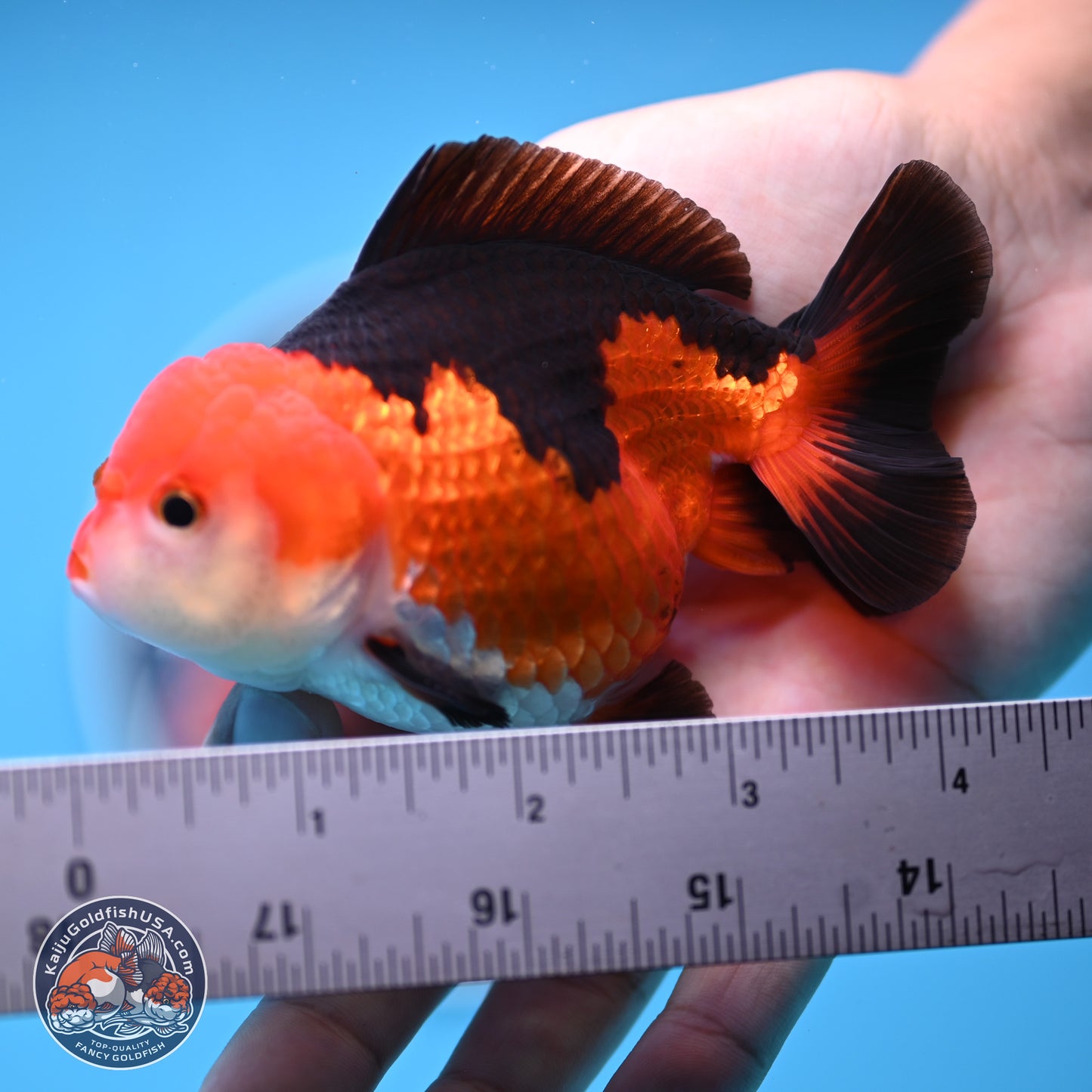 Tricolor Oranda 3.5-4.5 inches (241004_OR10) - Kaiju Goldfish USA