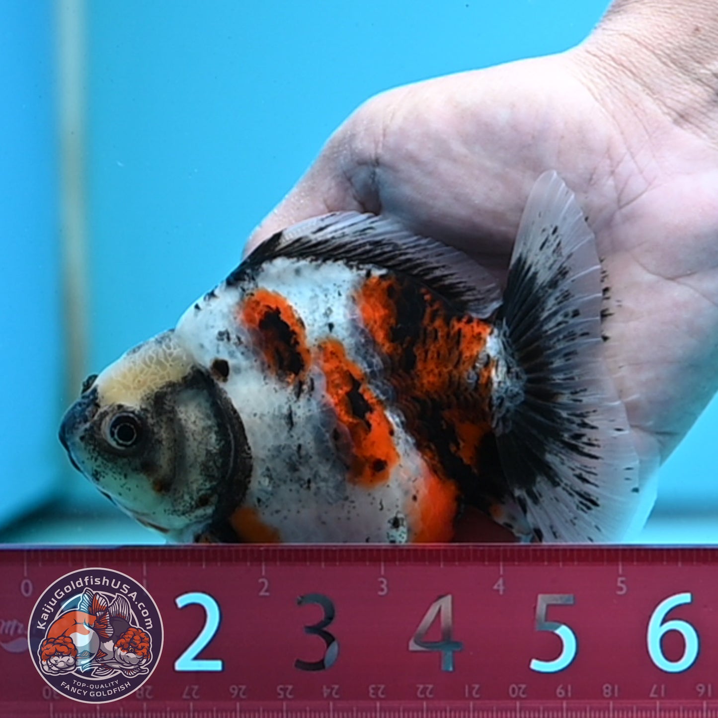 Shogun Calico Oranda 4 inches Body - Female (250418_OR10)