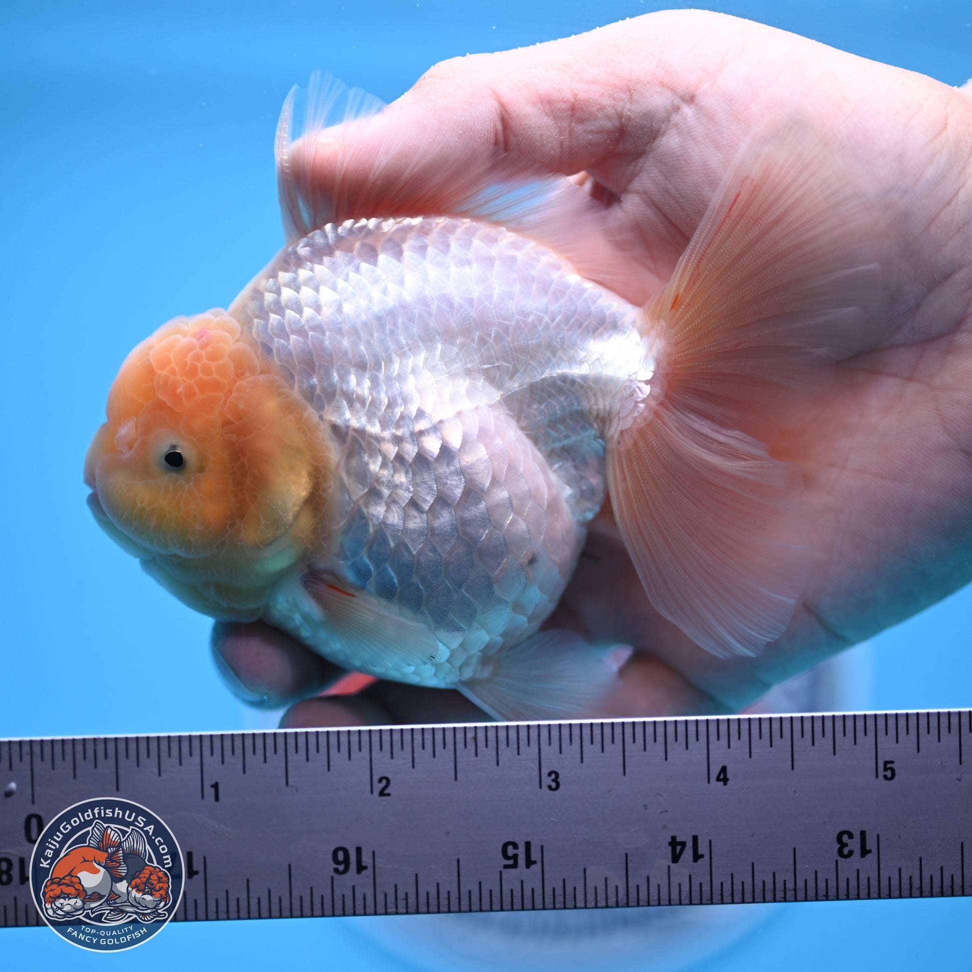 Lemon Head White Rose Tail Oranda 4.5 inches - Female (241122_OR10) - Kaiju Goldfish USA