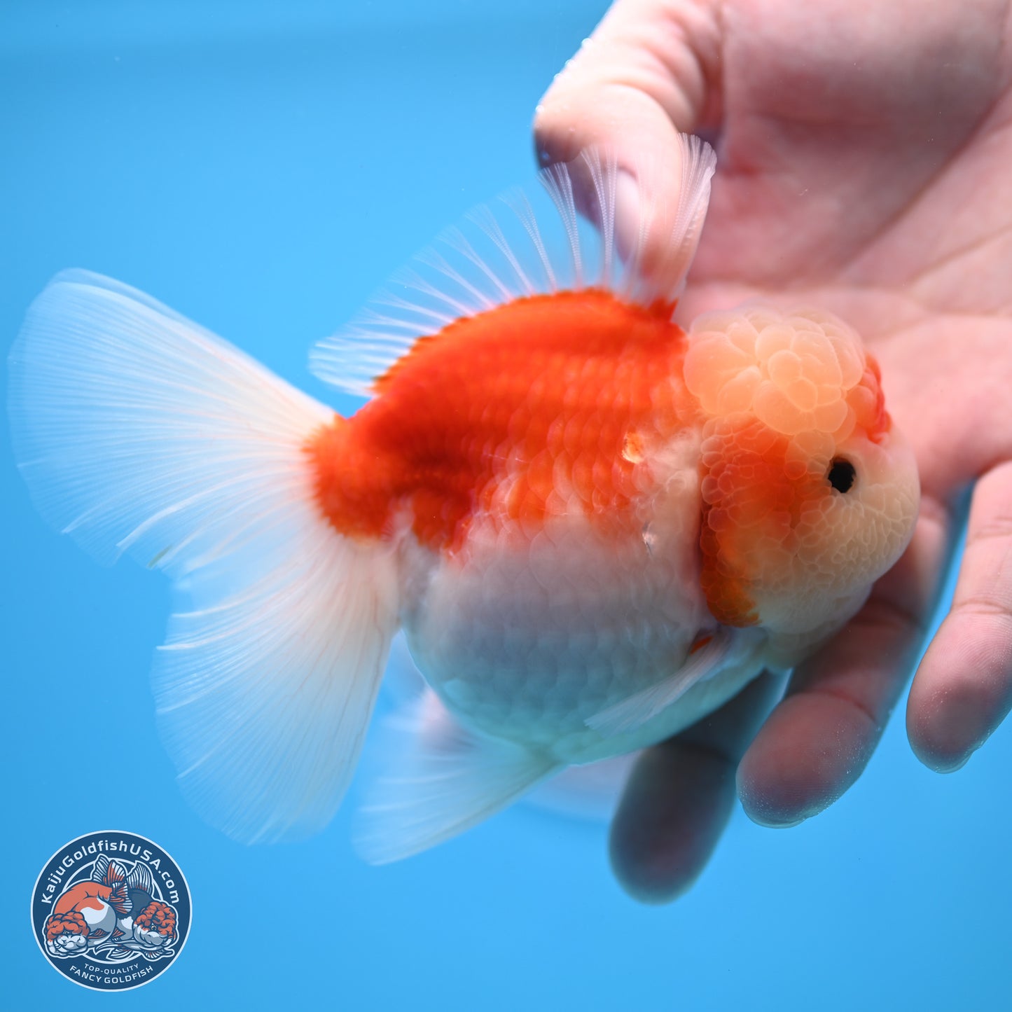 Sakura Rose Tail Oranda 3.5 inches Body - Female (250307_OR10)