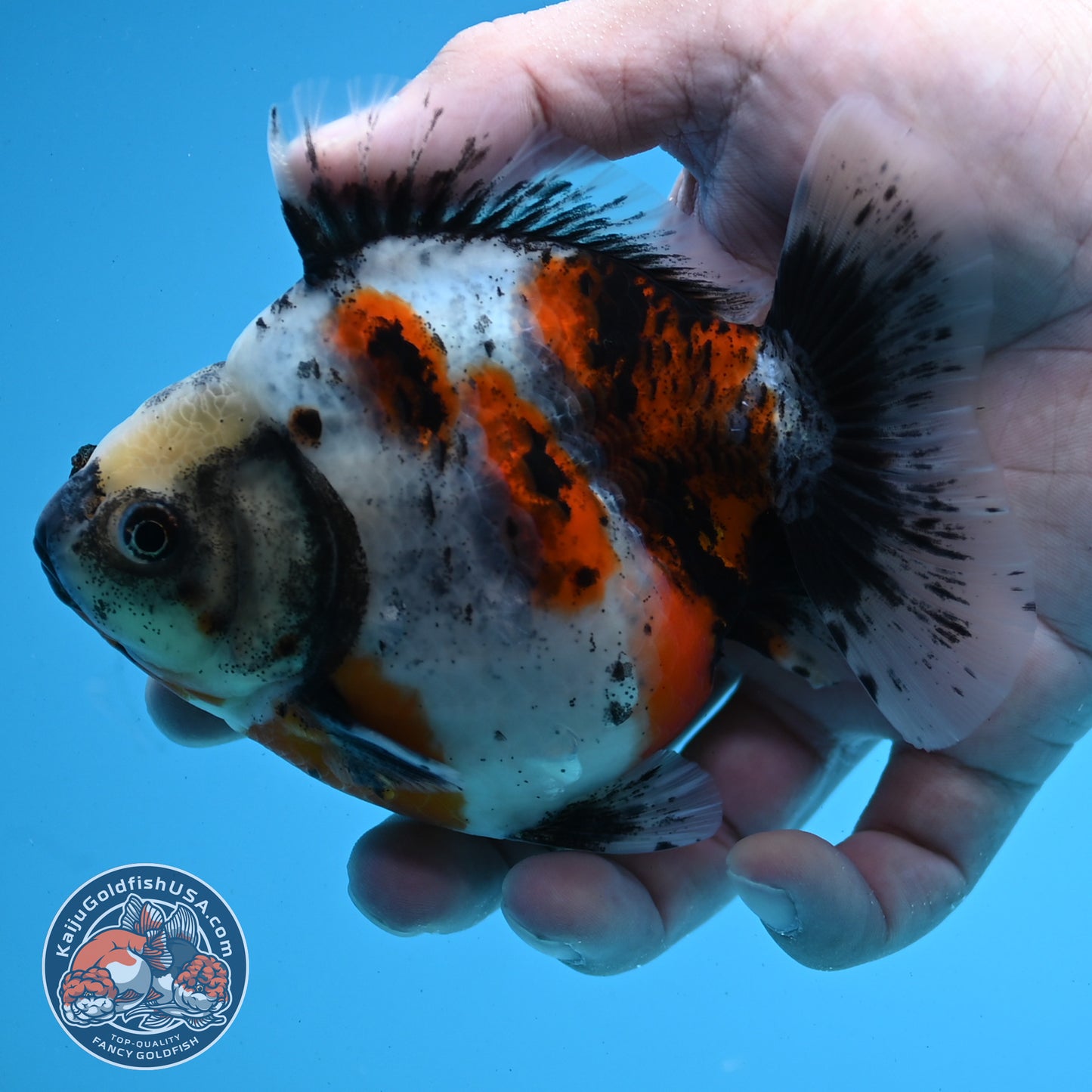 Shogun Calico Oranda 4 inches Body - Female (250418_OR10)