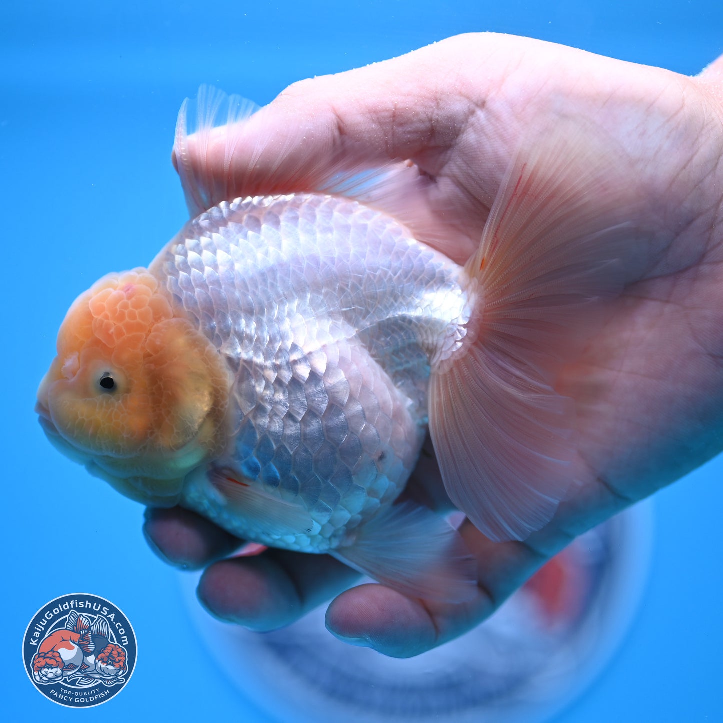 Lemon Head White Rose Tail Oranda 4.5 inches - Female (241122_OR10) - Kaiju Goldfish USA