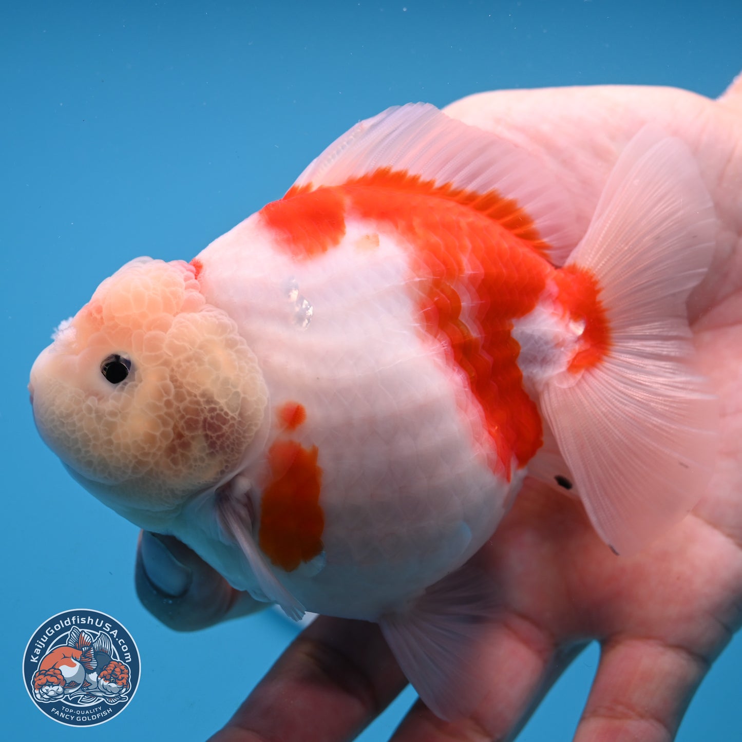 Shogun Jade Head Sakura Oranda 3.75 inches Body - Female(250131_OR10)