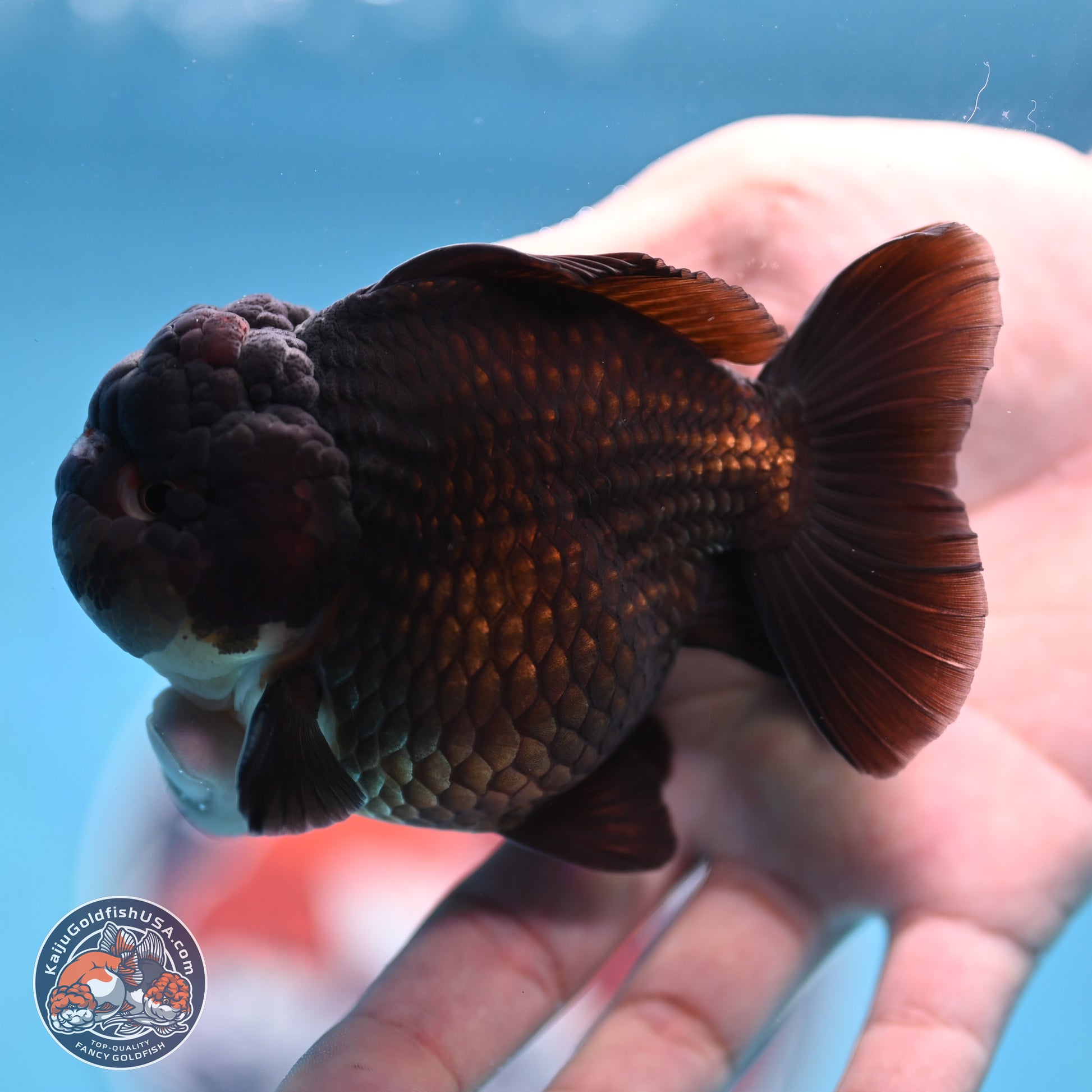 Panda YuanBao Oranda 3.5 inches Body - Femae (250103_OR10) - Kaiju Goldfish USA