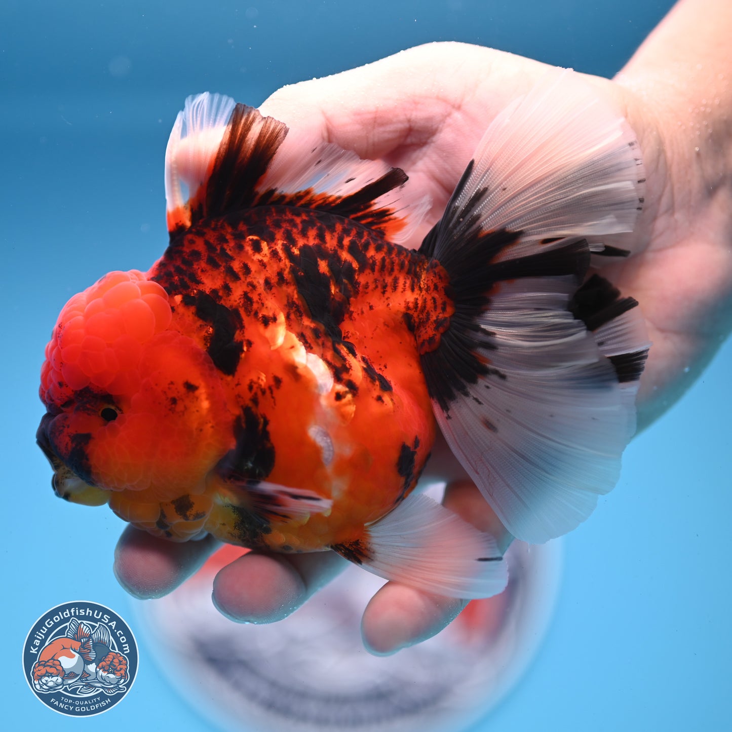 Tiger Rose Tail Oranda 3.5 inches Body - Female (250228_OR10)