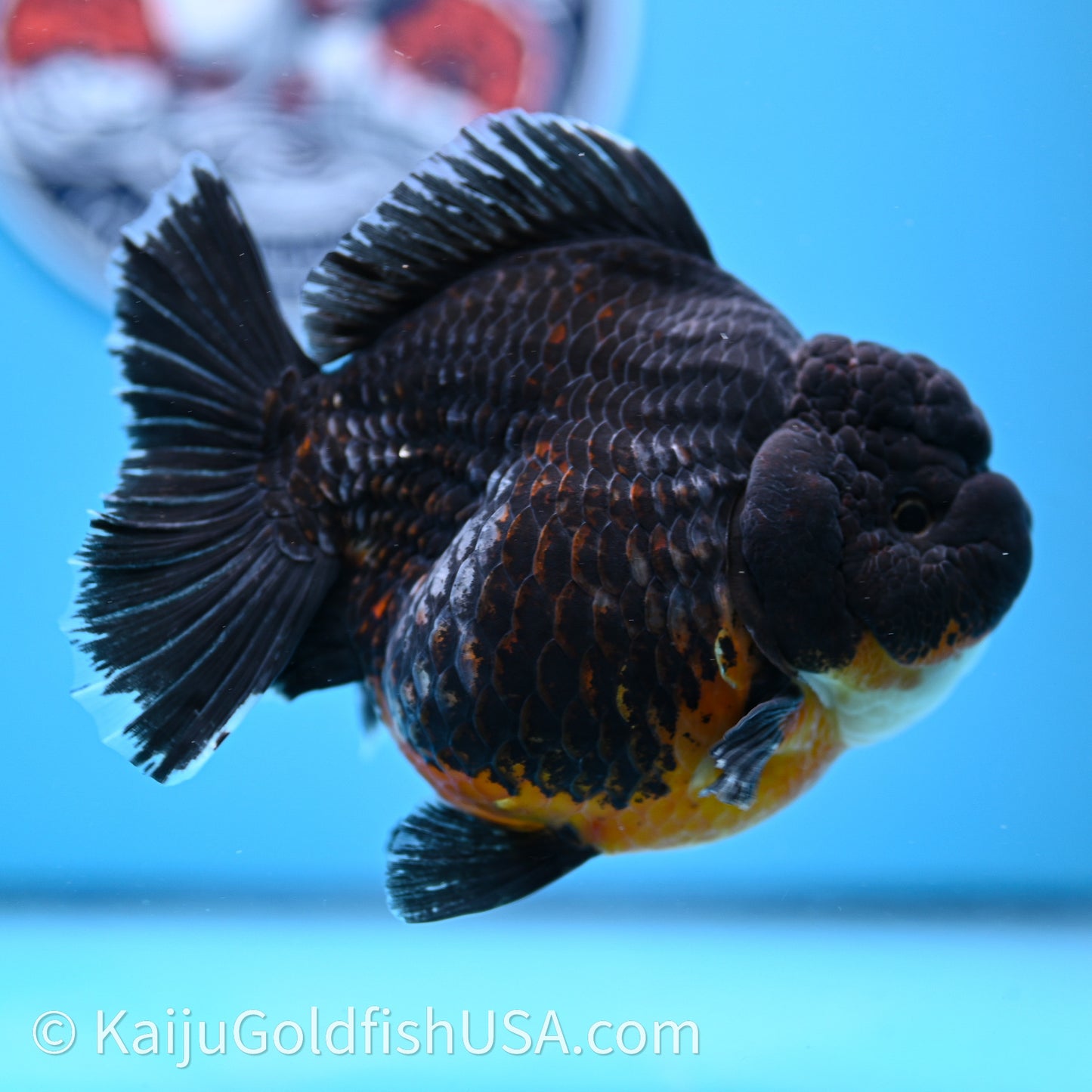 Jumbo Shogun Godzilla Kirin Oranda 4.5in Body (240719_OR10) - Kaiju Goldfish USA