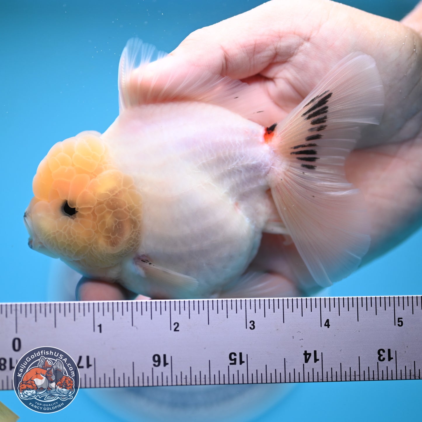 Tricolor Sakura Rose Tail Oranda 4.5 inches (241025_OR10) - Kaiju Goldfish USA