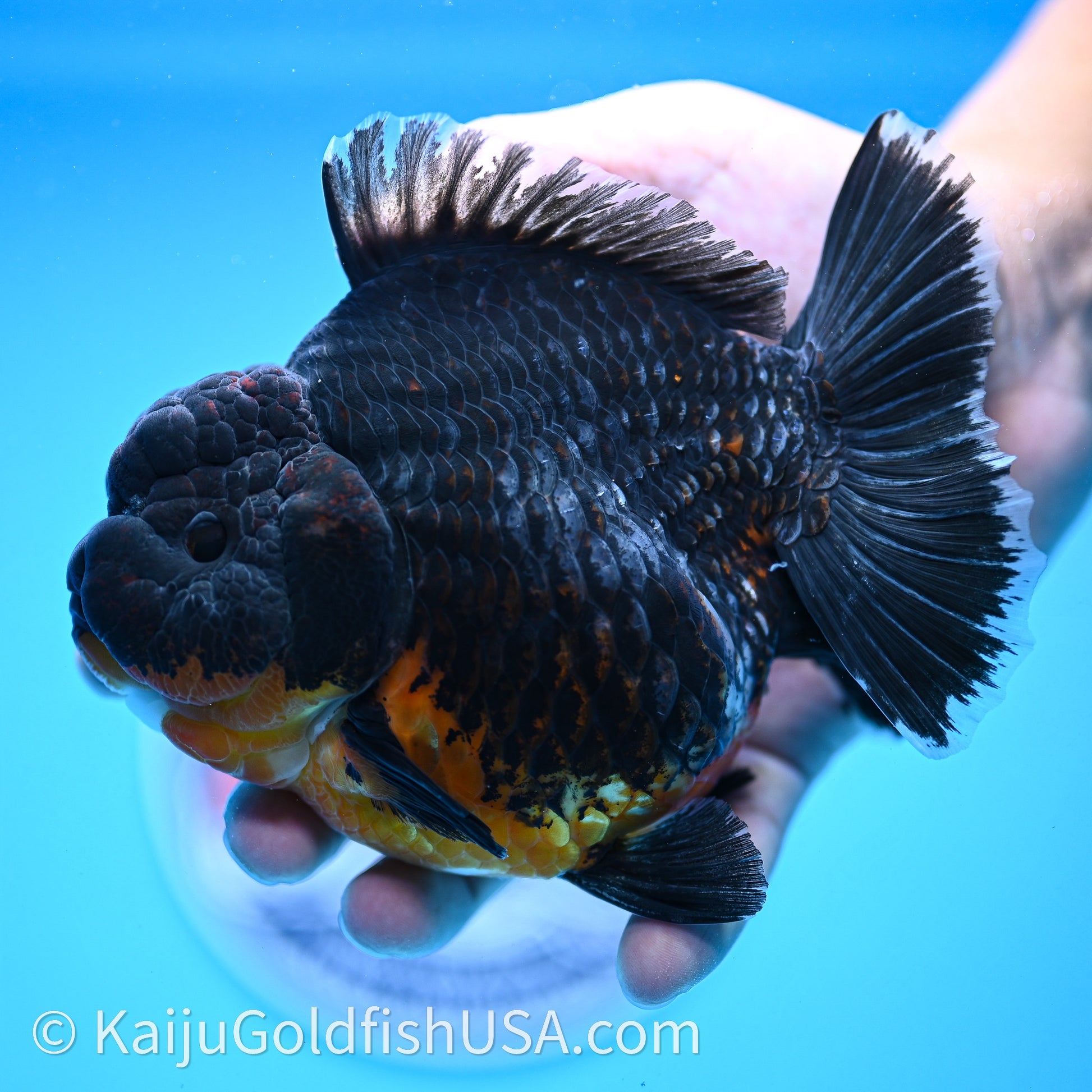 Jumbo Shogun Godzilla Kirin Oranda 4.5in Body (240719_OR10) - Kaiju Goldfish USA