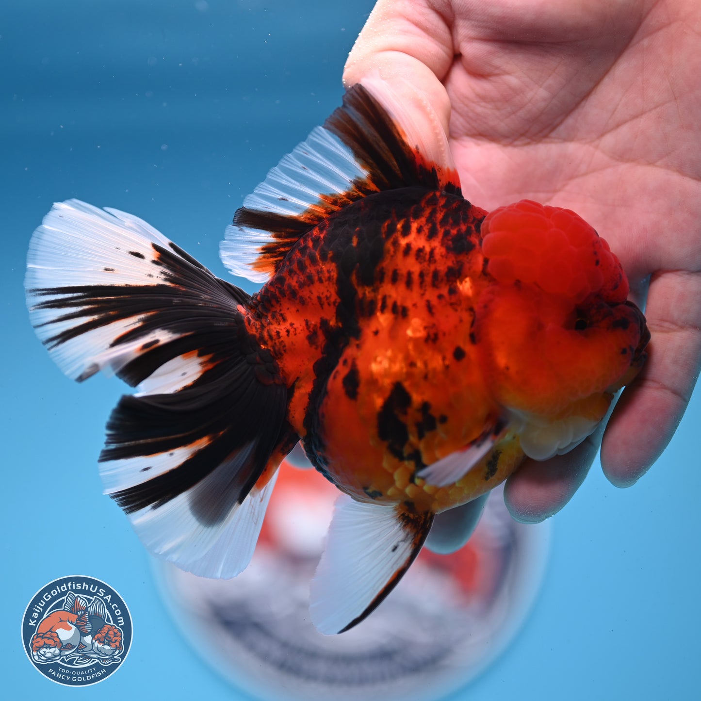 Tiger Rose Tail Oranda 3.5 inches Body - Female (250228_OR10)
