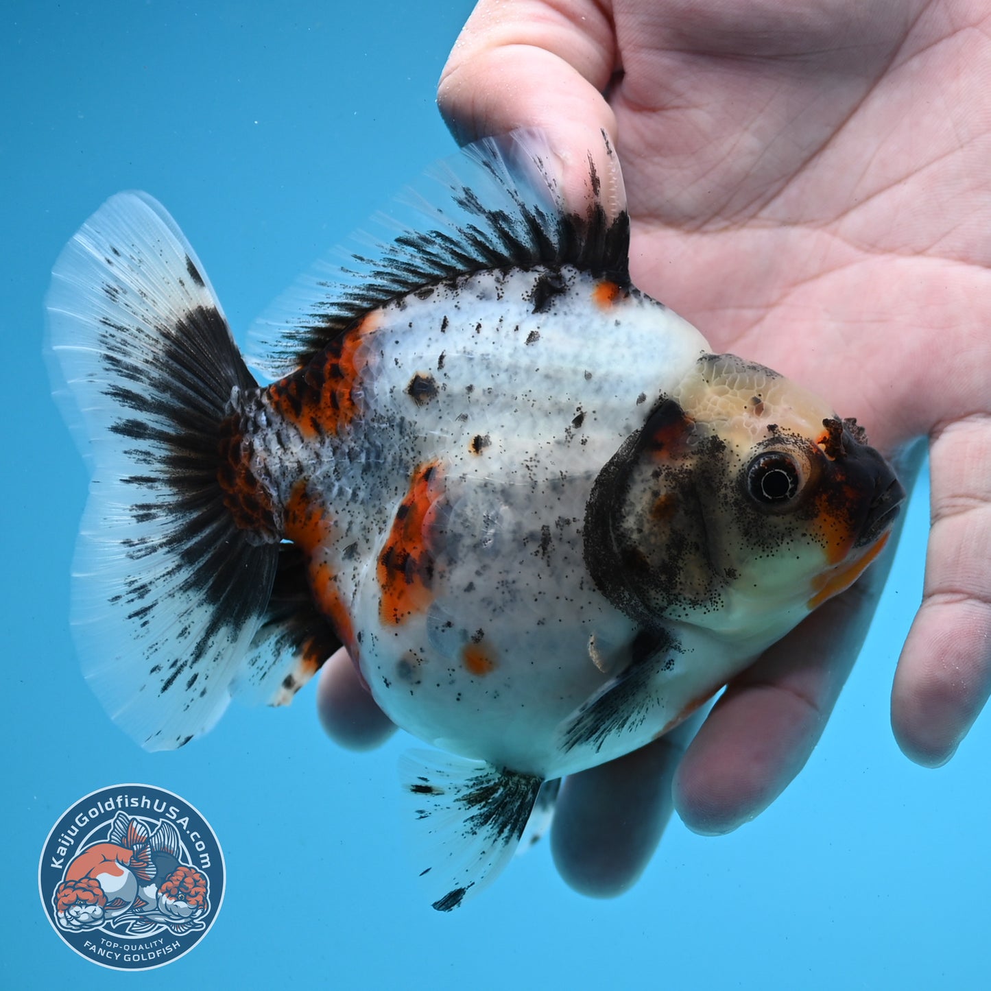 Shogun Calico Oranda 4 inches Body - Female (250418_OR10)