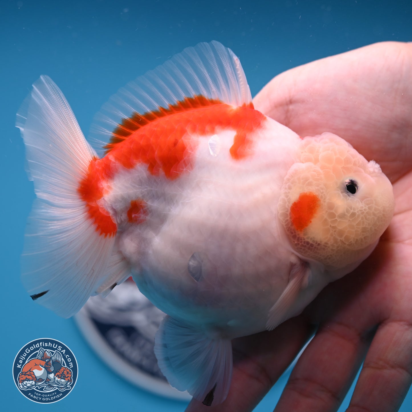 Shogun Jade Head Sakura Oranda 3.75 inches Body - Female(250131_OR10)