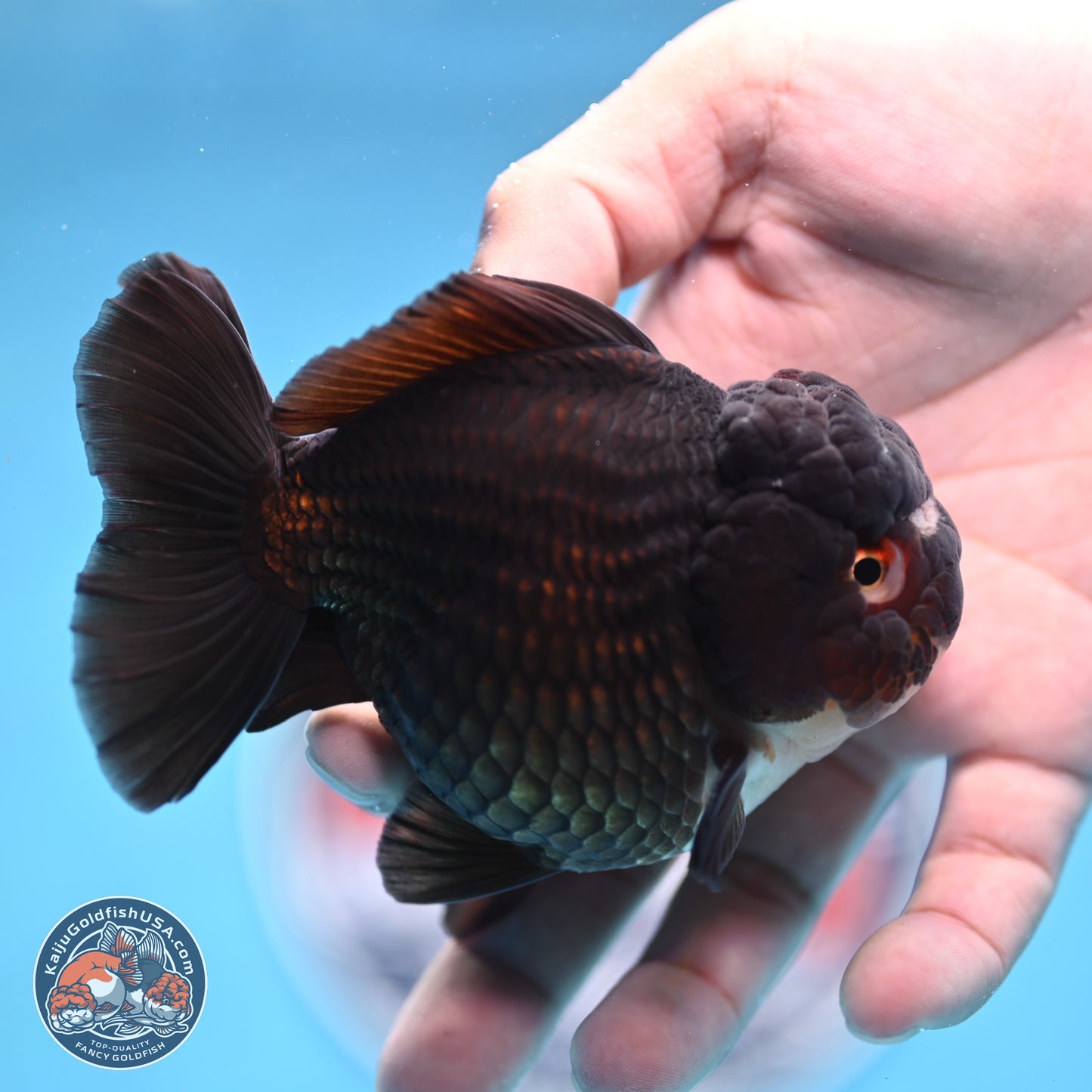 Panda YuanBao Oranda 3.5 inches Body - Femae (250103_OR10) - Kaiju Goldfish USA