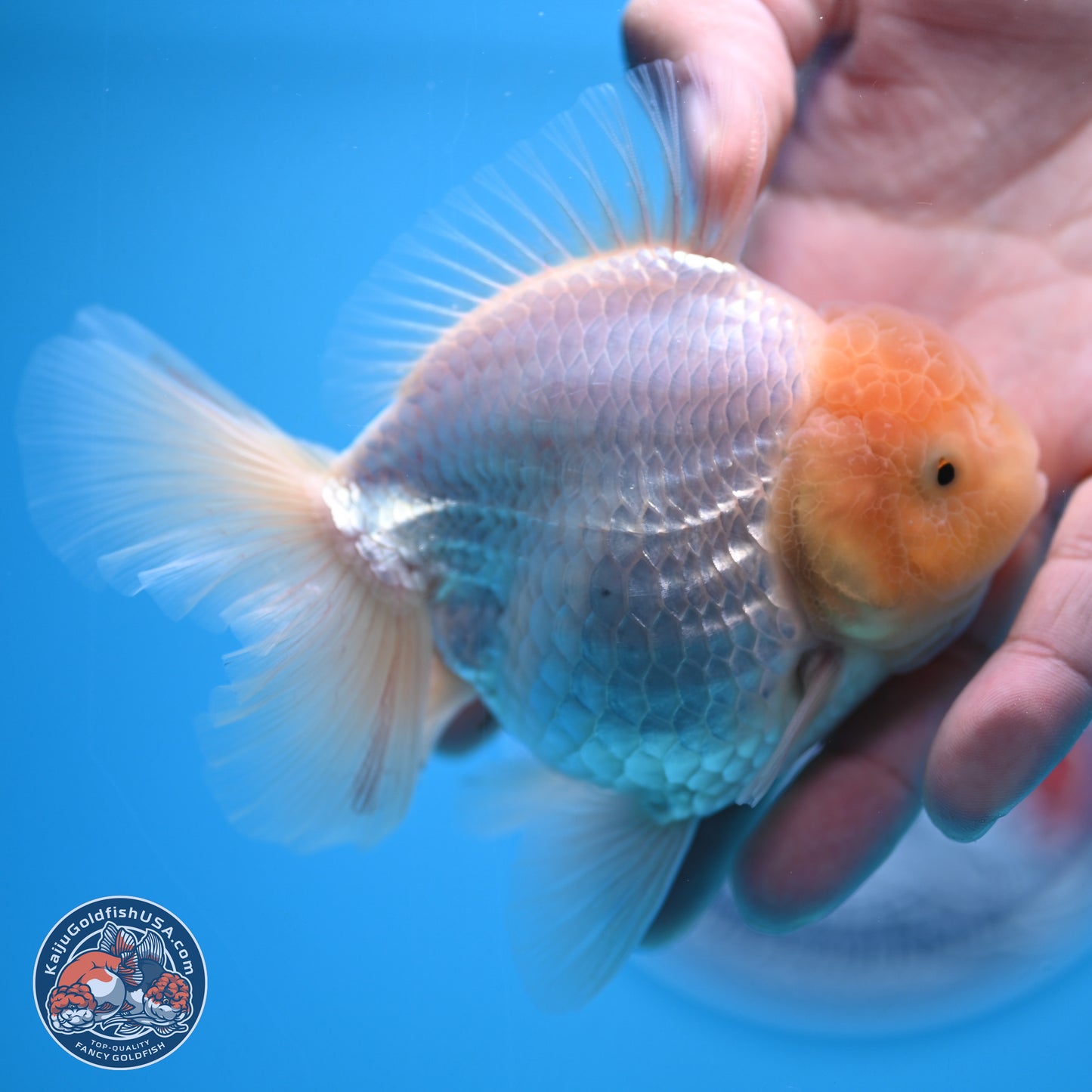 Lemon Head White Rose Tail Oranda 4.5 inches - Female (241122_OR10) - Kaiju Goldfish USA