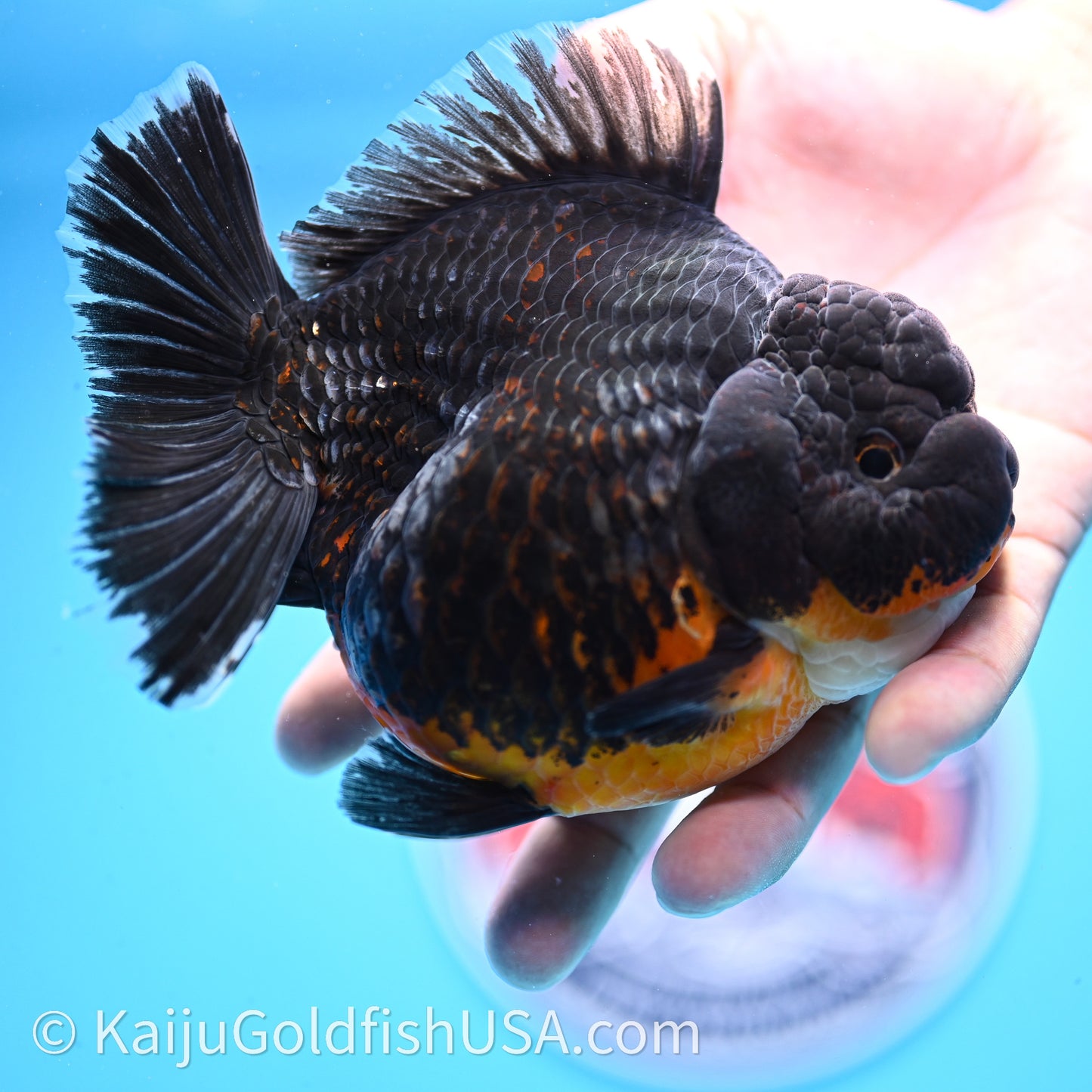 Jumbo Shogun Godzilla Kirin Oranda 4.5in Body (240719_OR10) - Kaiju Goldfish USA