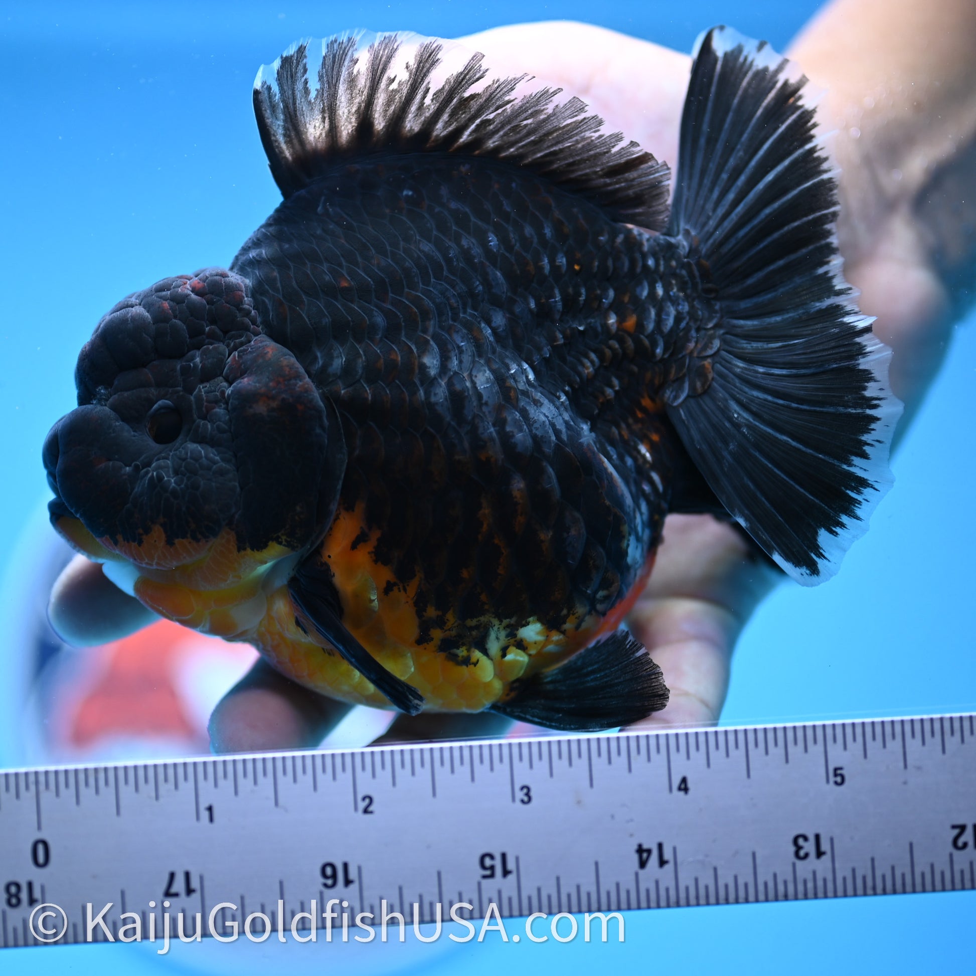 Jumbo Shogun Godzilla Kirin Oranda 4.5in Body (240719_OR10) - Kaiju Goldfish USA