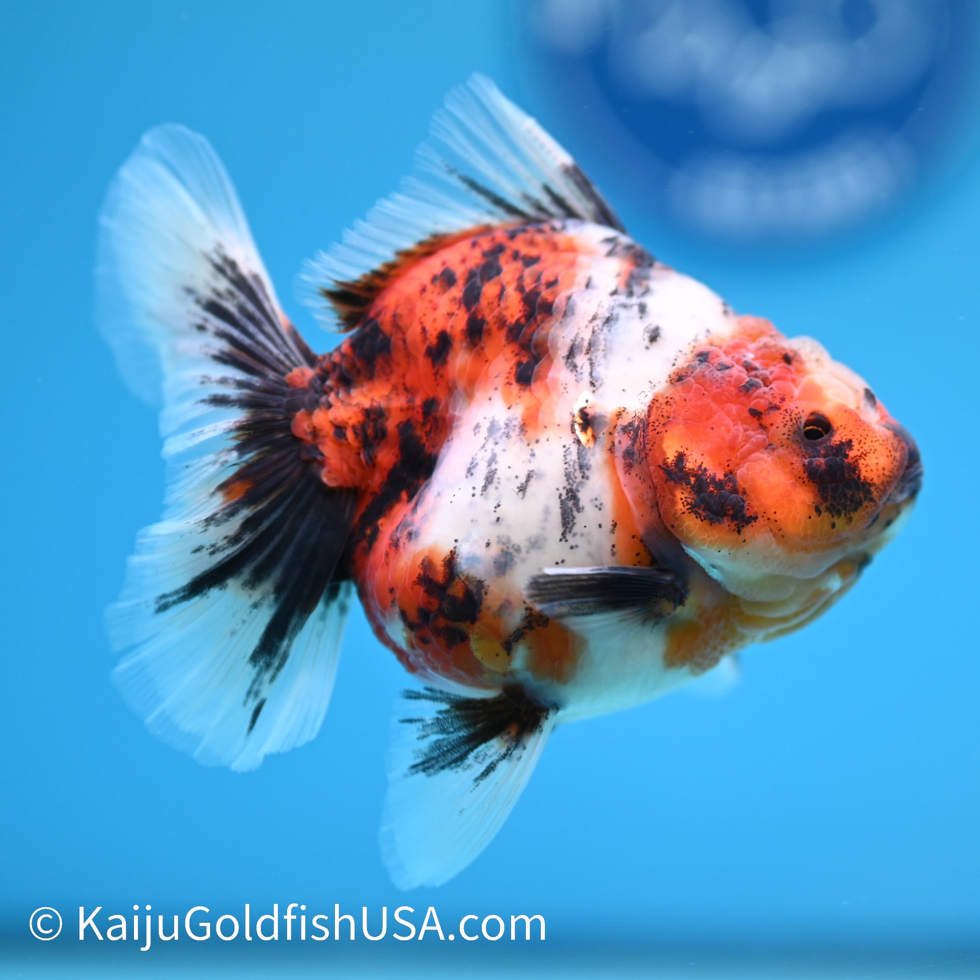 Tricolor Tiger Rose Tail Oranda 4.5 inches (240405_OR10) - Kaiju Goldfish USA