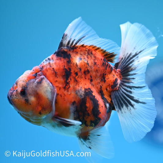 Tricolor Tiger Rose Tail Oranda 4.5 inches (240405_OR10) - Kaiju Goldfish USA