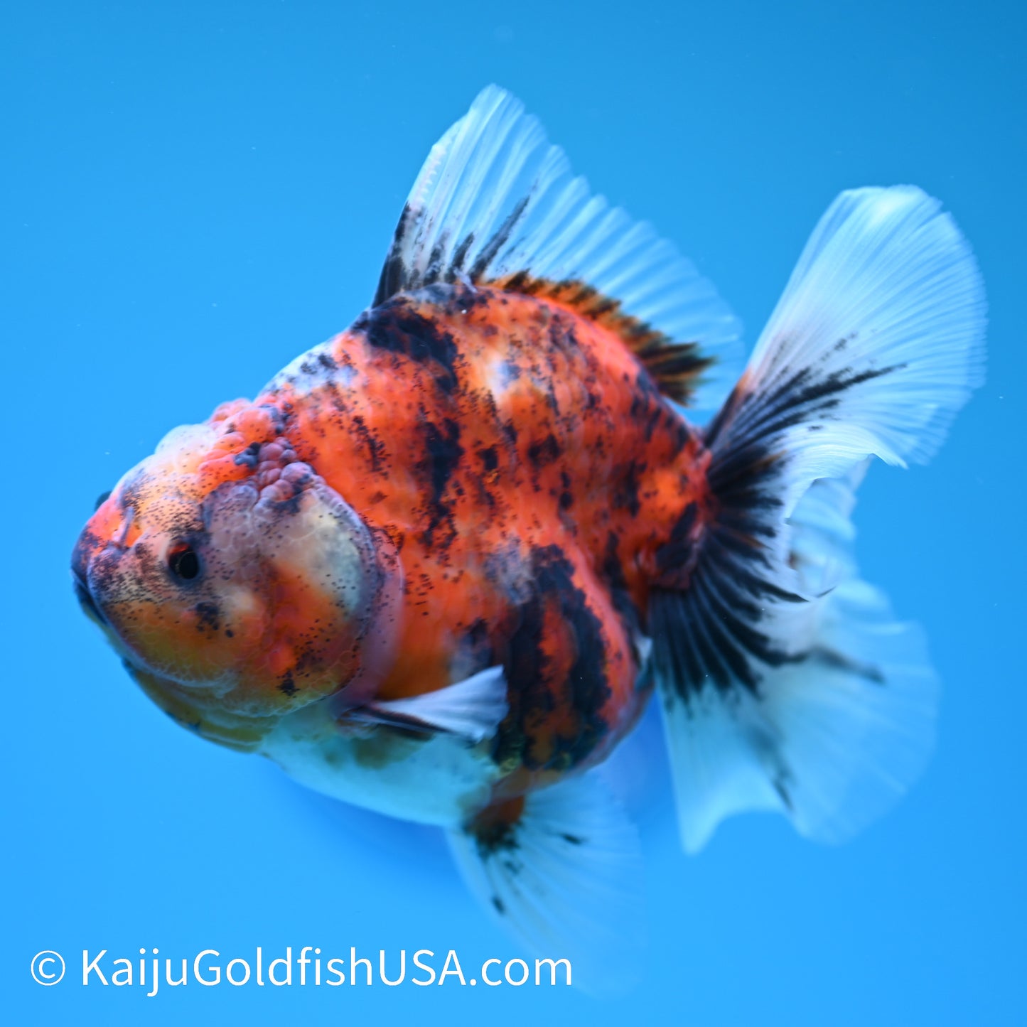 Tricolor Tiger Rose Tail Oranda 4.5 inches (240405_OR10) - Kaiju Goldfish USA