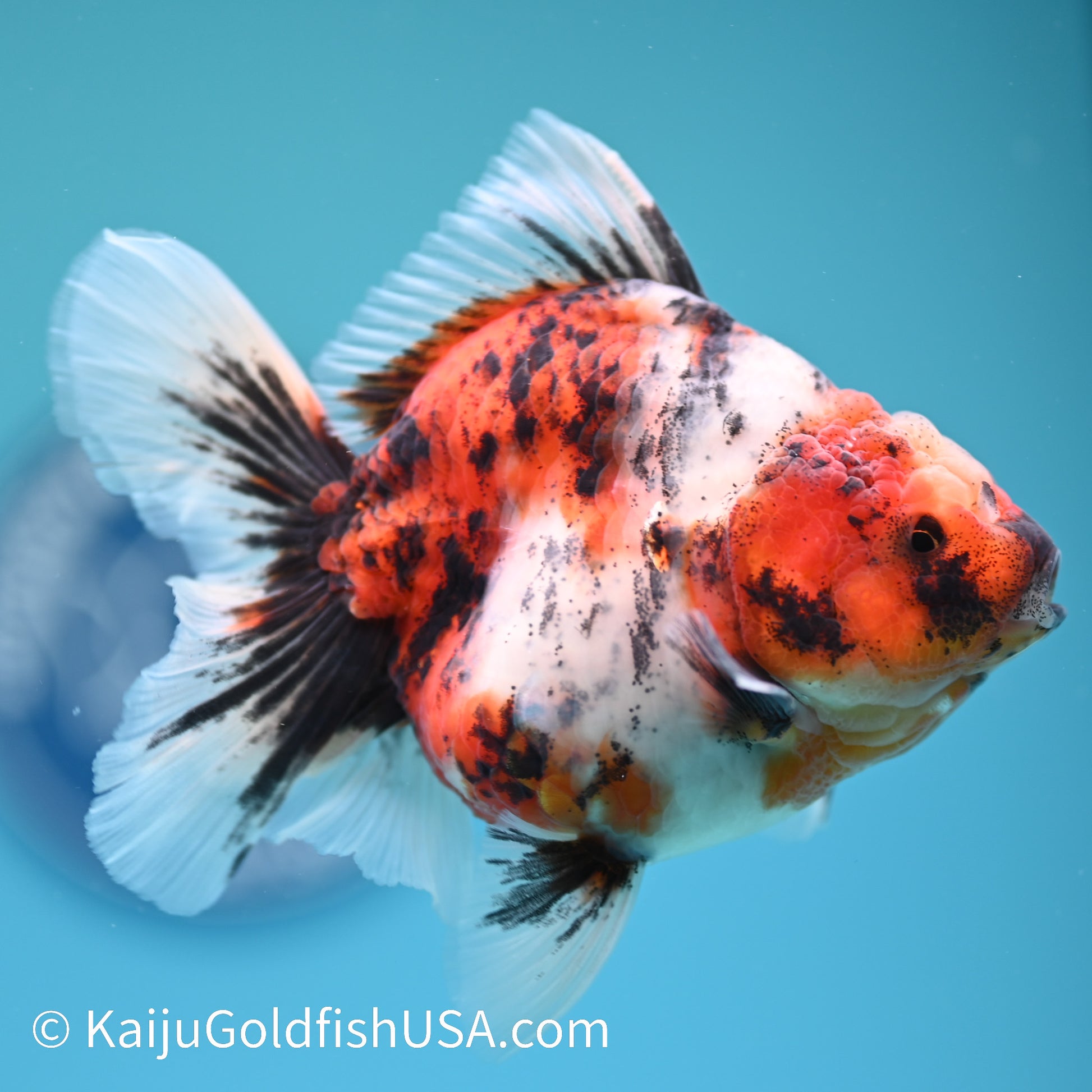 Tricolor Tiger Rose Tail Oranda 4.5 inches (240405_OR10) - Kaiju Goldfish USA