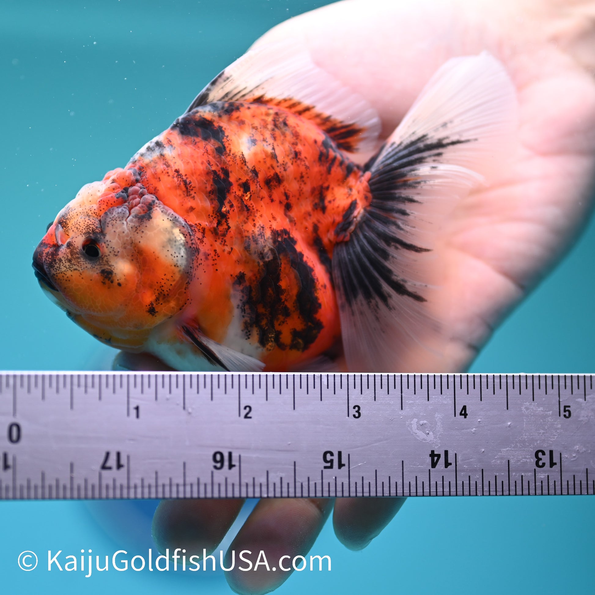 Tricolor Tiger Rose Tail Oranda 4.5 inches (240405_OR10) - Kaiju Goldfish USA