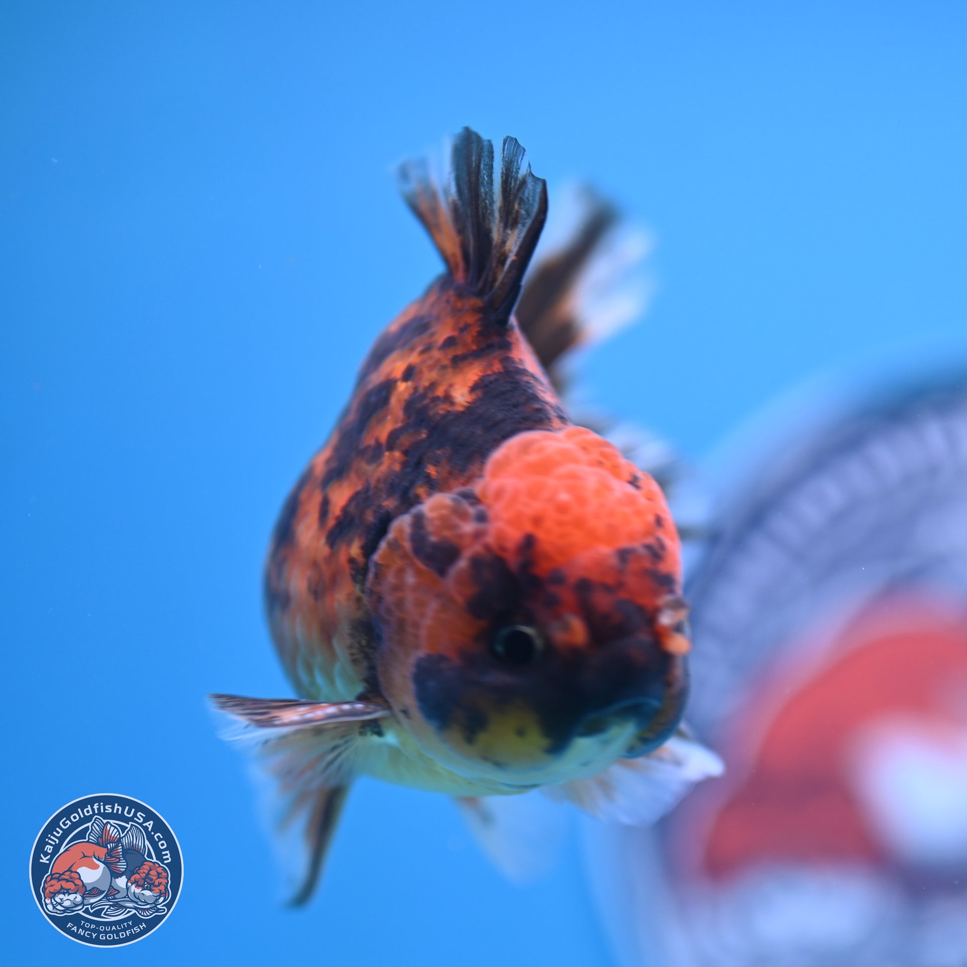 Shogun Tiger YuanBao Oranda 3.5in Body (240802_OR10) - Kaiju Goldfish USA