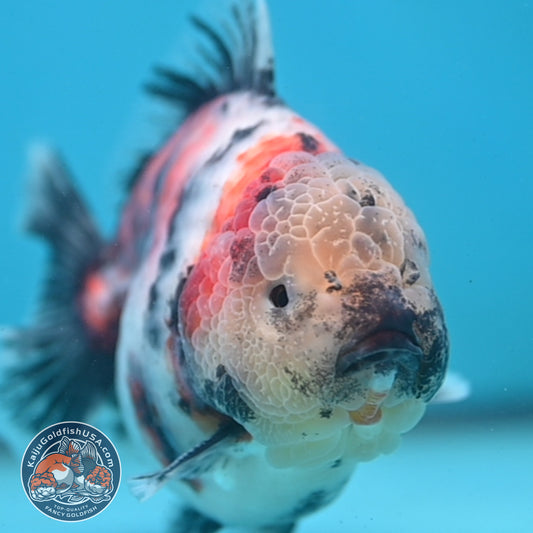 Sakura Tricolor Tiger Oranda 4 inch Body (250919_OR10)