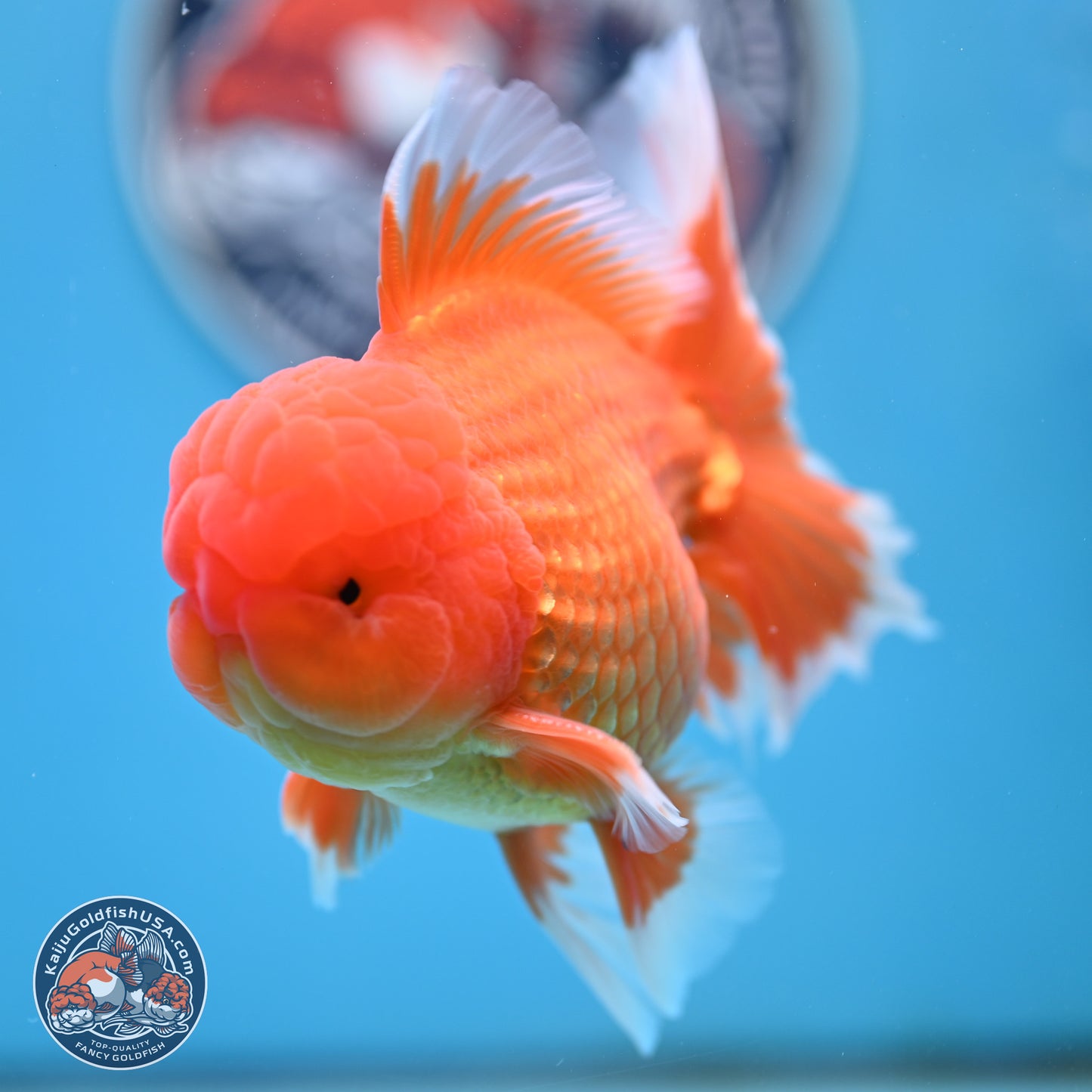 Classic Red Rose Tail Oranda 4 inches Body - Male (250404_OR10)