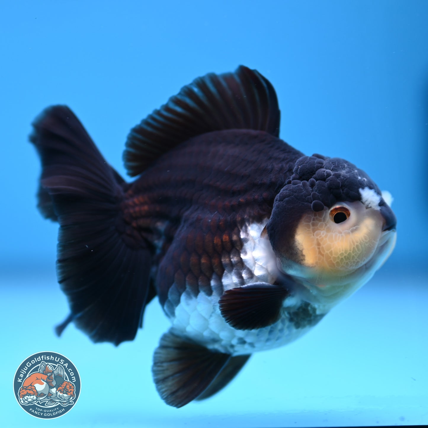 Panda YuanBao Oranda 3.5 inches Body - Male (241227_OR10) - Kaiju Goldfish USA