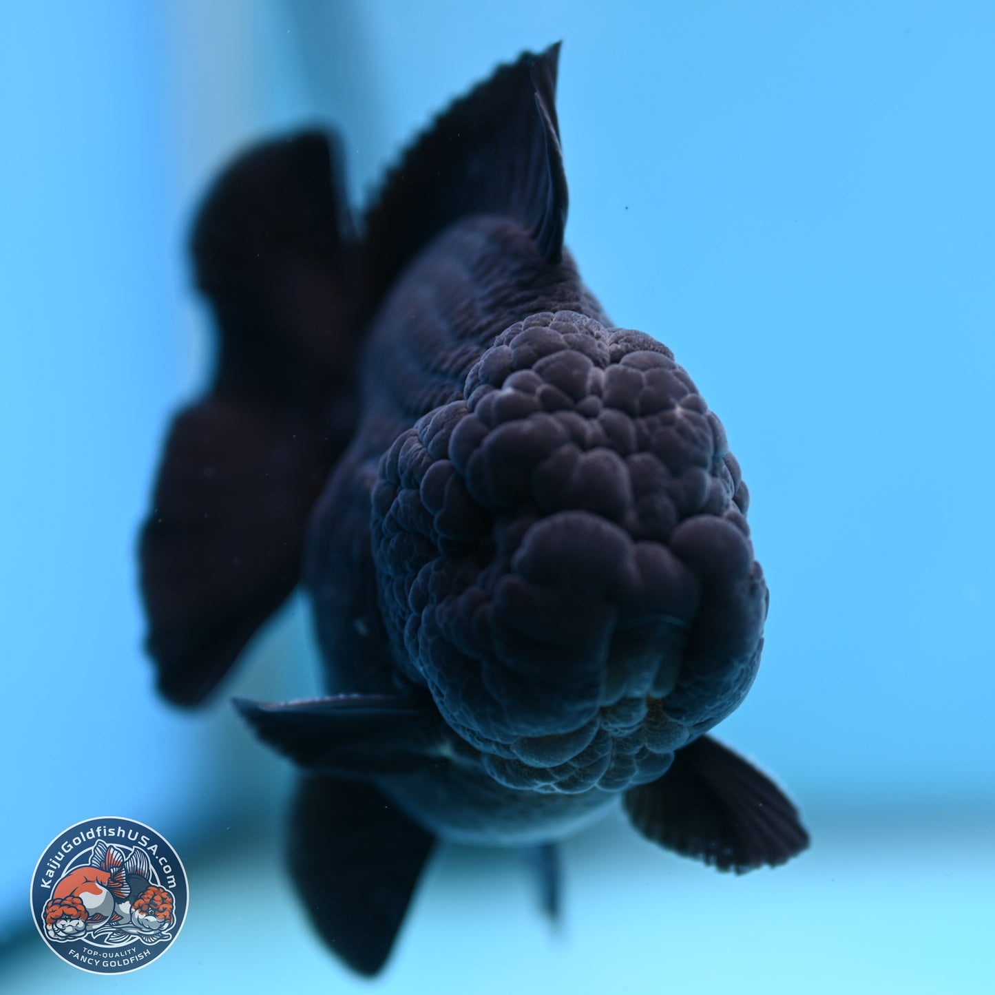 Shogun Jet Black Oranda 3.5 inches Body - Male (250207_OR10)