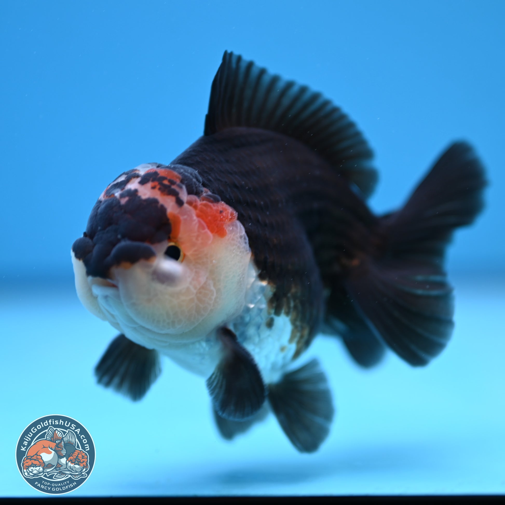 Tricolor Oranda 3.5-4.5 inches (240913_OR10) - Kaiju Goldfish USA