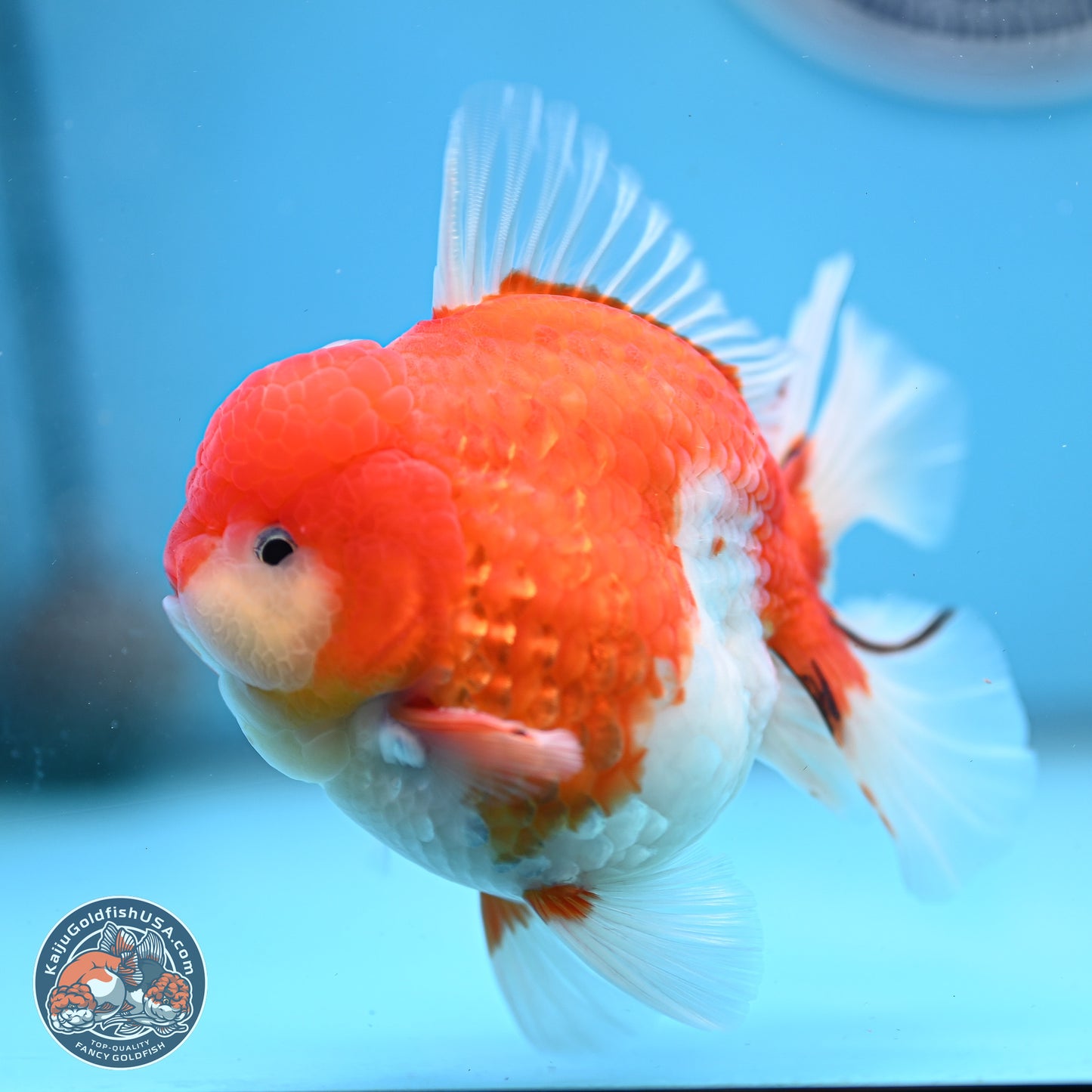 Tricolor Sakura Rose Tail Oranda 3.5 inches Body - Male (250214_OR10)