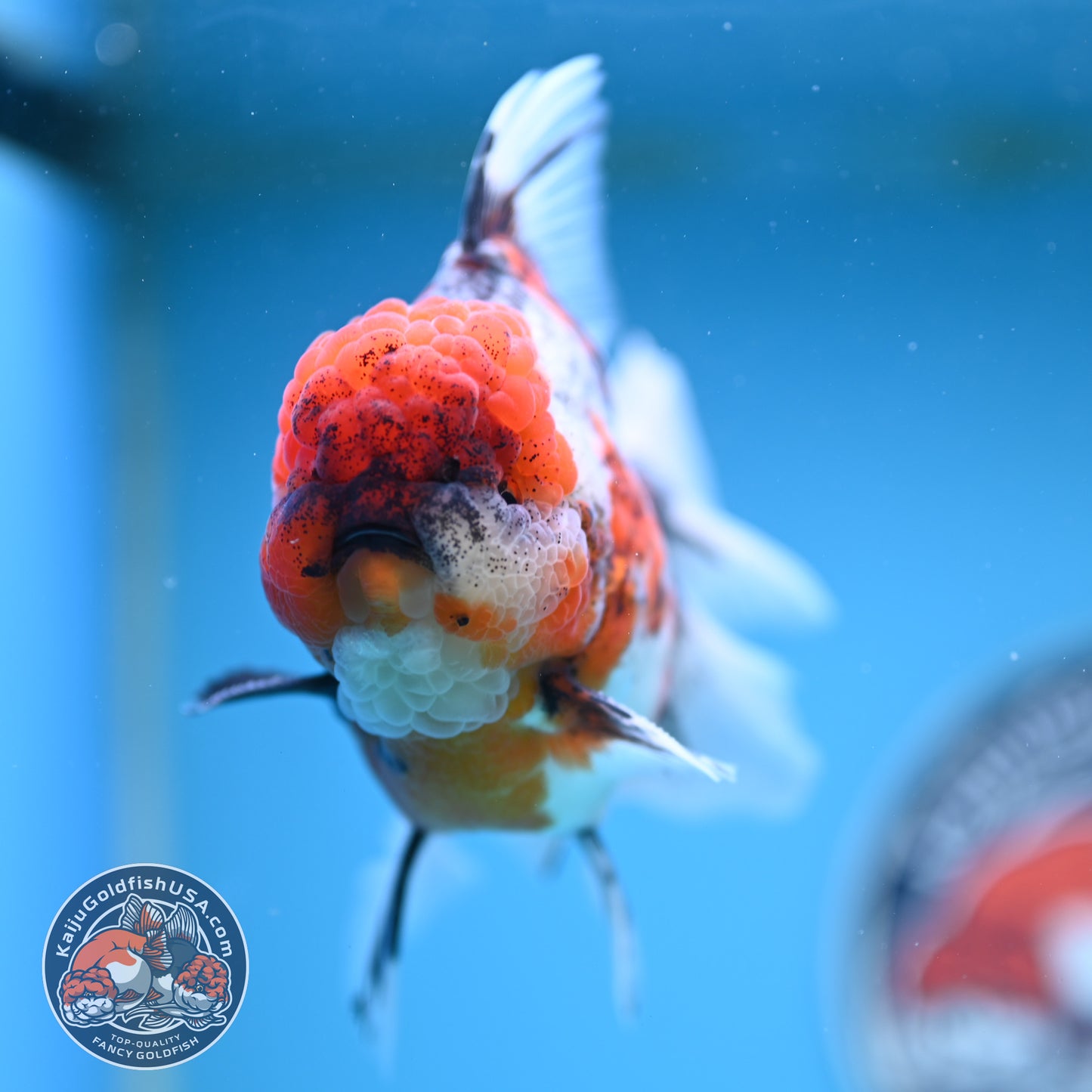 Tricolor Tiger Rose Tail Oranda 4 inches Body (250502_OR10)