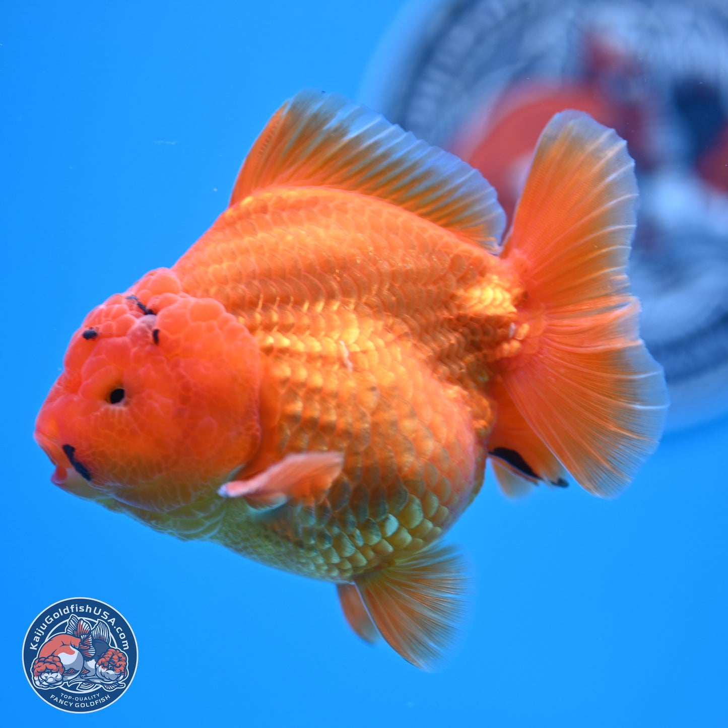 A Grade Shogun Classic Gold Short Tail Oranda 4-4.5 inches (240906_OR10) - Kaiju Goldfish USA