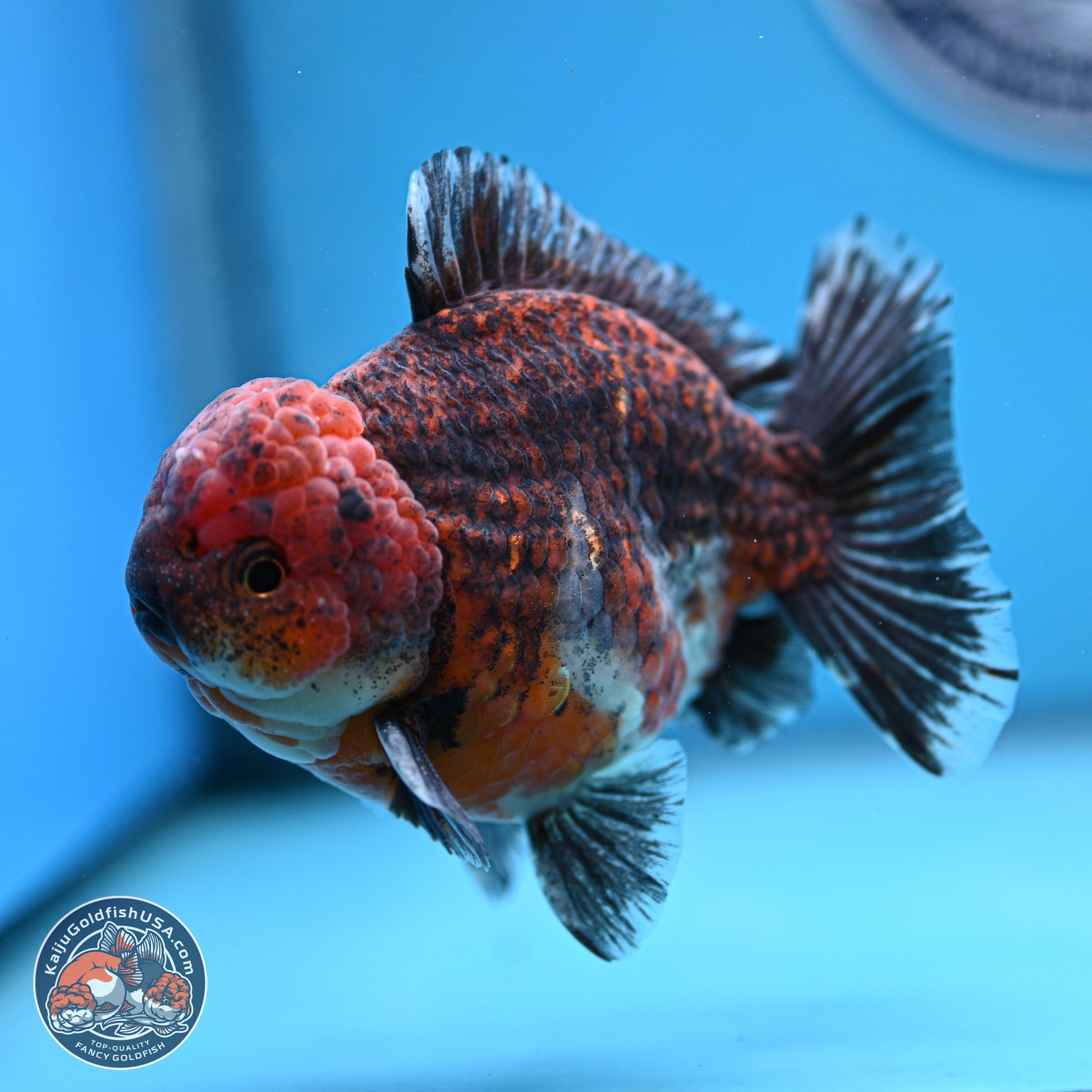 Red Kirin YuanBao Oranda 5 inches - Male (241129_OR10) - Kaiju Goldfish USA