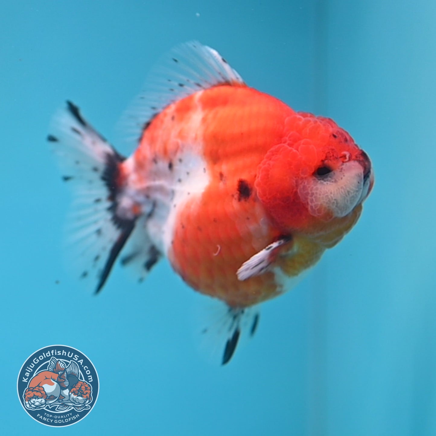 Shogun Tricolor Sakura Oranda 3.5 inches Body (250530_OR10)