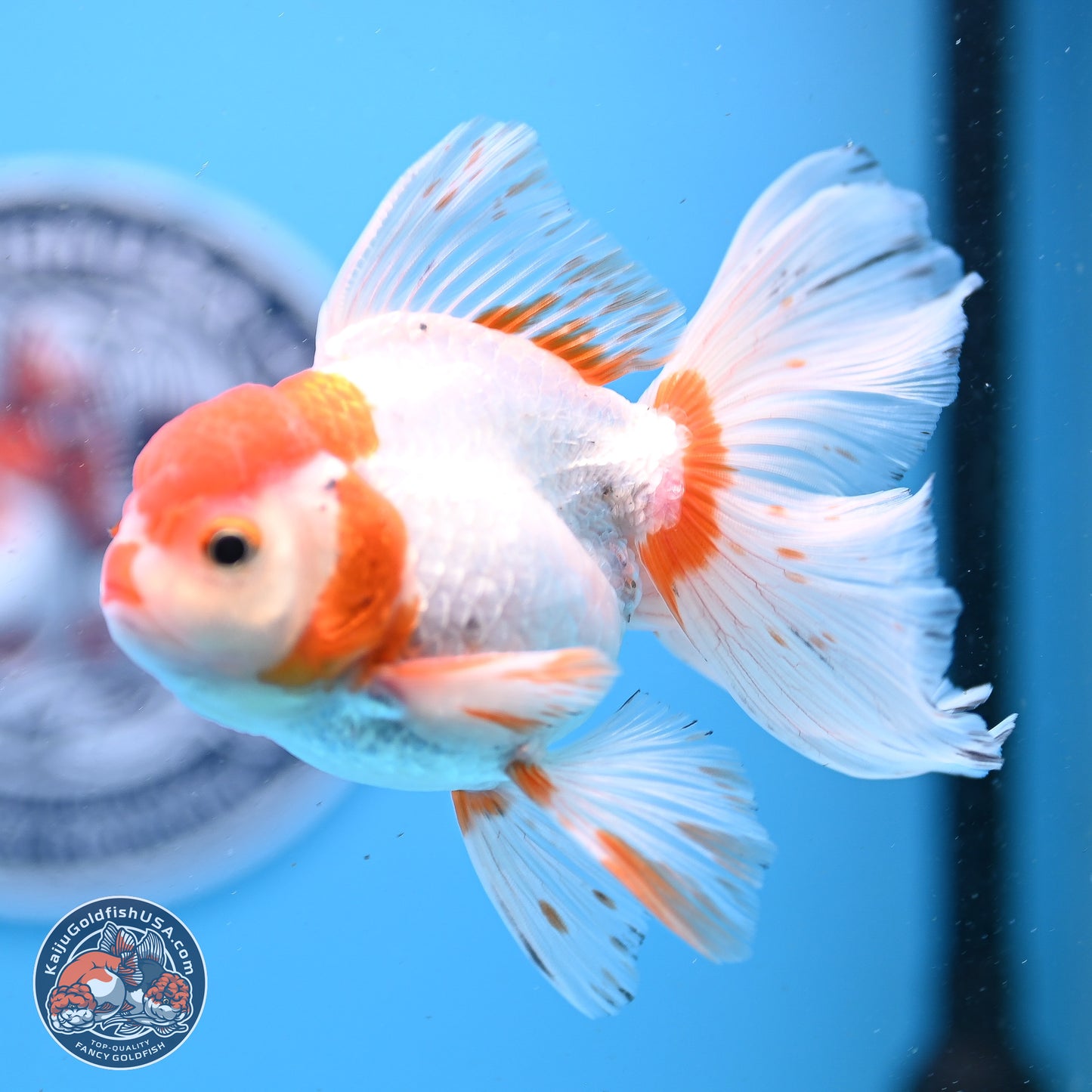 Red White Orchid Tail Oranda 3.25in Body (240830_OR10) - Kaiju Goldfish USA