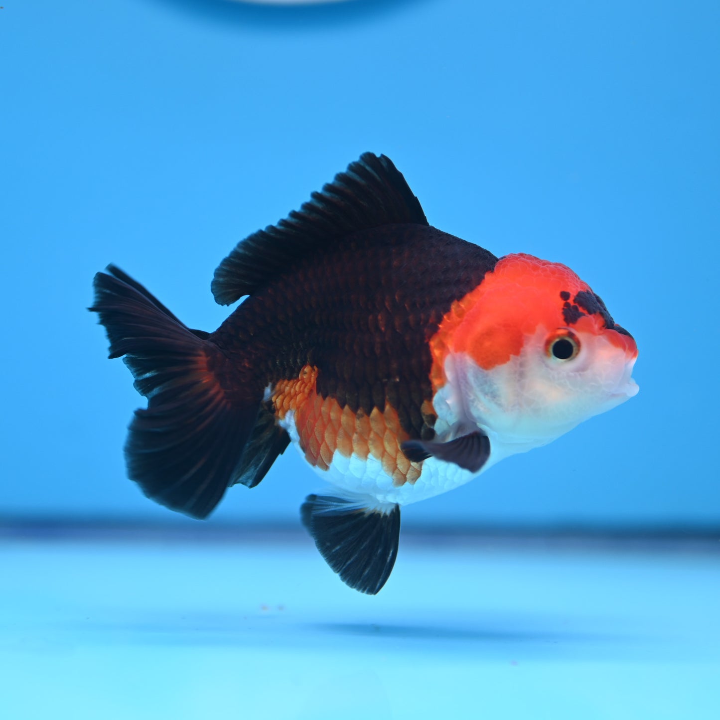 Tricolor Oranda 3.5-4 inches (241011_OR10) - Kaiju Goldfish USA